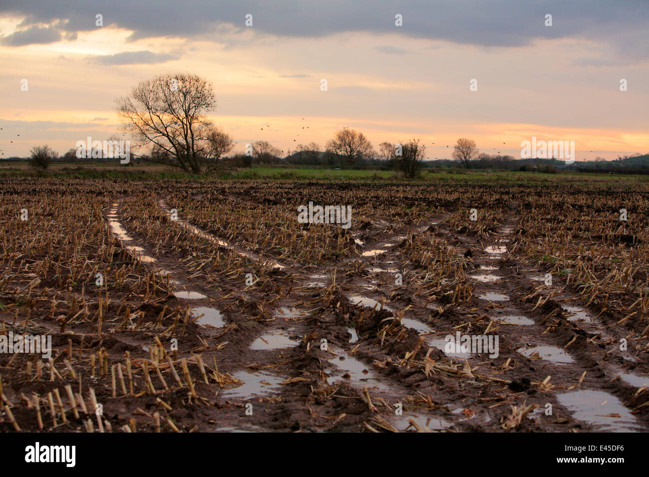 Rastrojo de invierno, campos de maíz, Somerset, Reino Unido, 2008 Foto de stock