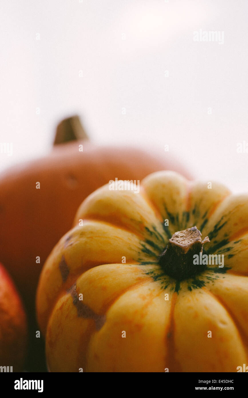 Una variedad de calabazas otoñales y zapallos listo para tallar para Halloween en spooky diseños y también para hacer las sopas y guisos Foto de stock