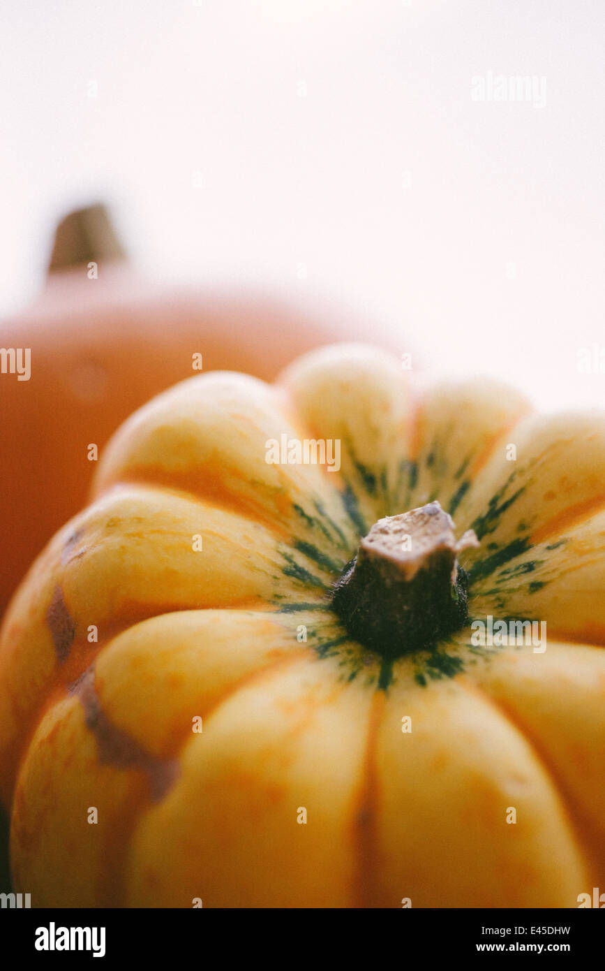 Una variedad de calabazas otoñales y zapallos listo para tallar para Halloween en spooky diseños y también para hacer las sopas y guisos Foto de stock