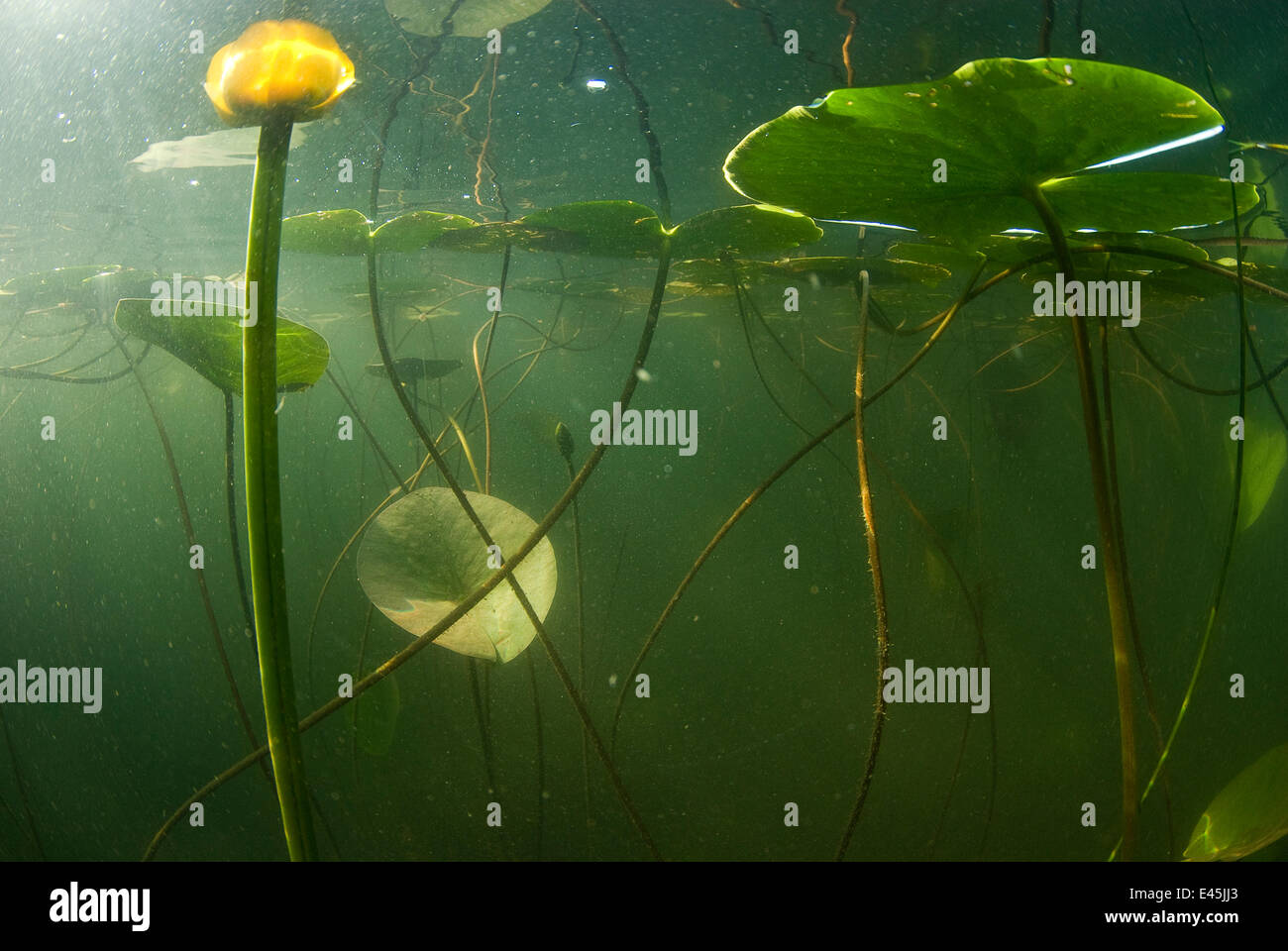 Nenúfares amarillos (Nuphar lutea) visto desde el submarino, el Lago Skadar, el Lago Skadar, en Montenegro, el Parque Nacional de mayo de 2008 Foto de stock