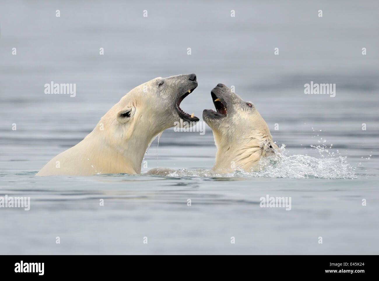 El oso polar (Ursus maritimus) madre y cub jugando en el agua, Svalbard, Noruega, septiembre de 2009 Foto de stock