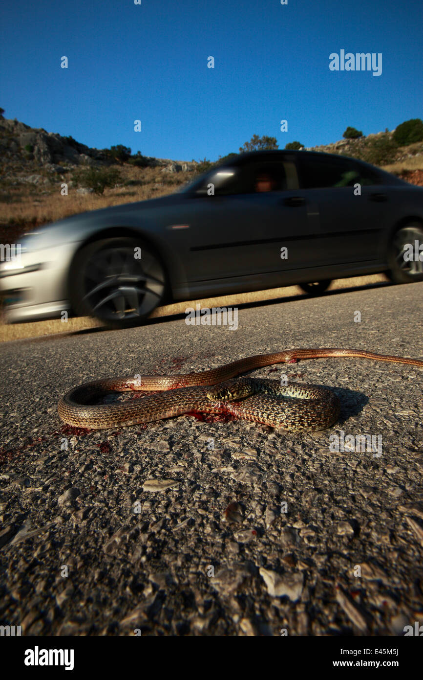 Serpiente muerta en una carretera, probablemente un látigo de los Balcanes (Hierophis gemonensis serpiente) o un látigo occidental snake (Hierophis viridiflavus) con un coche de conducción pasado, Patras, el Peloponeso, Grecia, mayo de 2009 Foto de stock