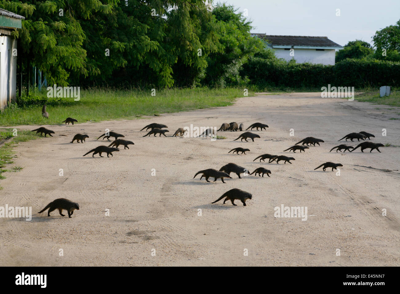 Mangosta anillados (Mungos mungo) grupo en movimiento, cruzando una pista en Mweya Lodge, Parque Nacional Reina Elizabeth, Uganda, E. Africa Foto de stock