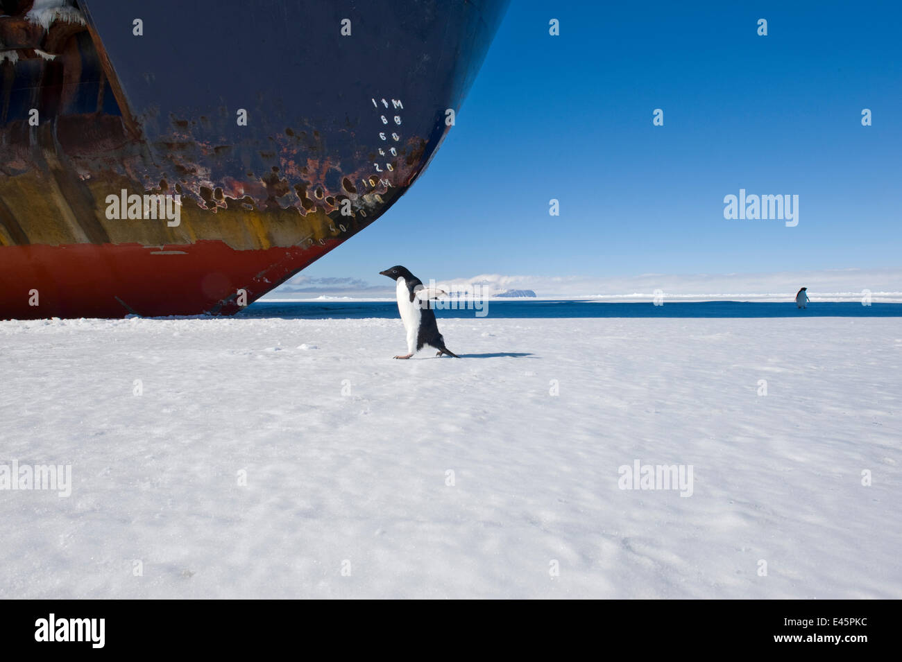 Pingüinos Adelia (Pygoscelis adeliae) pasando bajo el arco de la Federación para romper el hielo, buque Kapitan Khlebnikov, McMurdo Sound, Mar de Ross, en la Antártida, noviembre de 2008 Foto de stock
