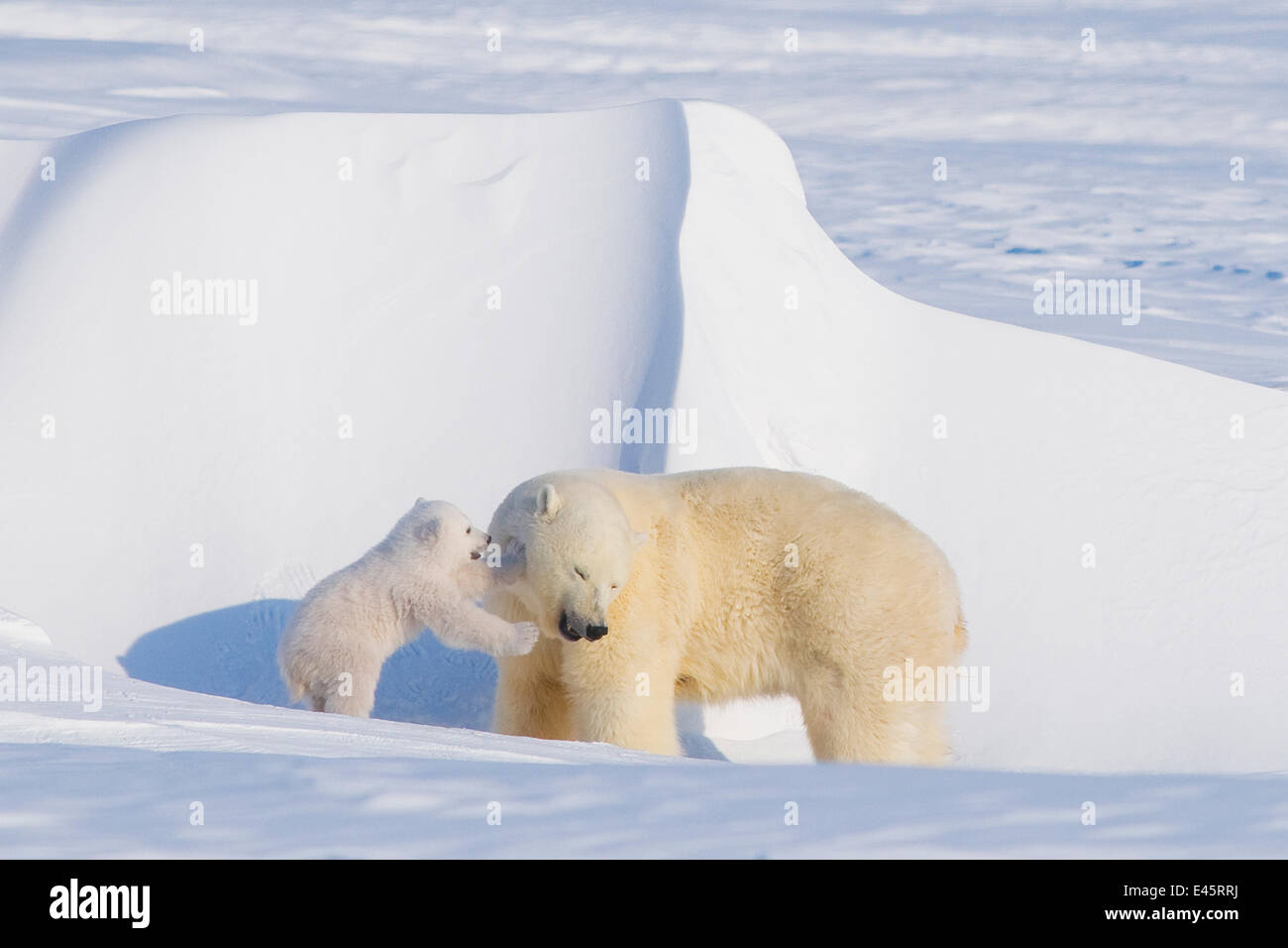 El oso polar (Ursus maritimus) siembre juega con su muelle cub fuera de su guarida en invierno, Alaska Foto de stock