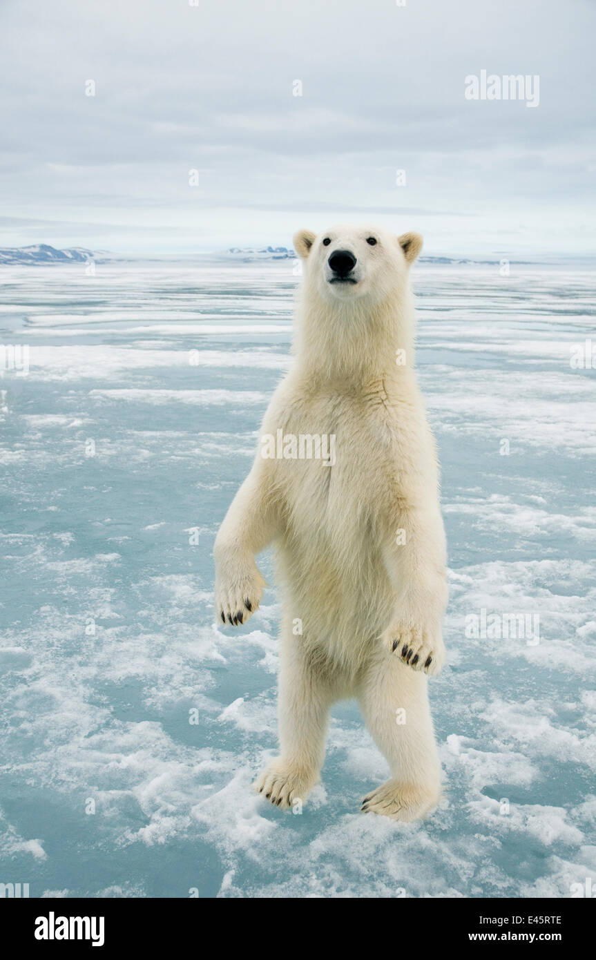 Hembra de oso polar (Ursus maritimus) curiosamente desprotege el fotógrafo, de pie sobre las patas traseras, Svalbard, Noruega Foto de stock