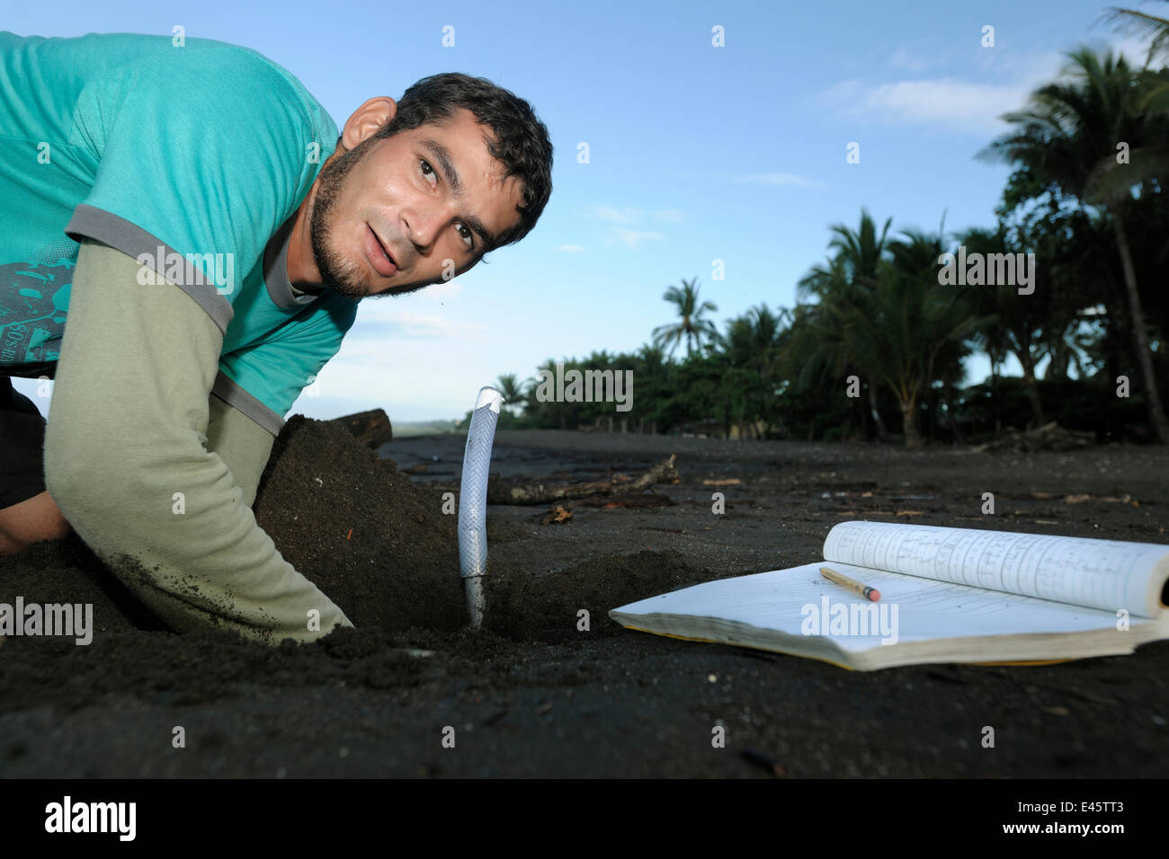 Un investigador Costarricense controla la temperatura en el desarrollo de los nidos de tortugas en la playa Ostional, Costa Rica, noviembre de 2009. Modelo liberado. Foto de stock
