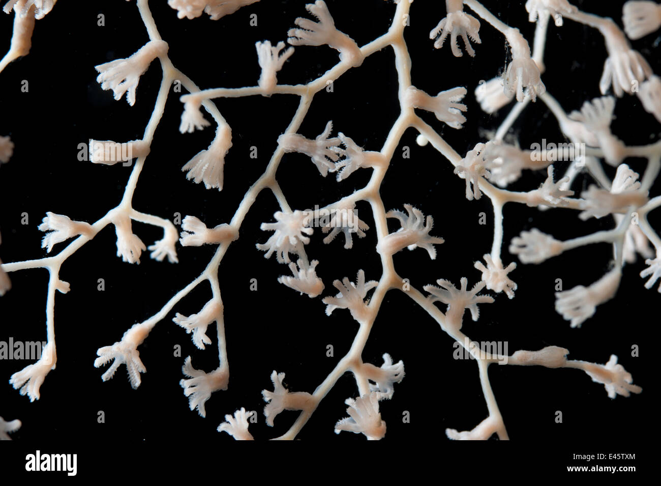 Deepsea gorgonias coral (Metallogorgia sp.) de la Dorsal del Atlántico medio Foto de stock