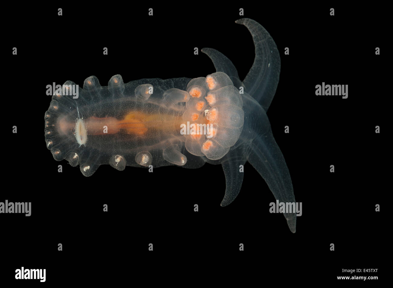 Deepsea bentónicas (Peniagone porcella cohombros de mar) de la Dorsal del Atlántico medio, profundidad aprox 2500m, junio de 2010 Foto de stock