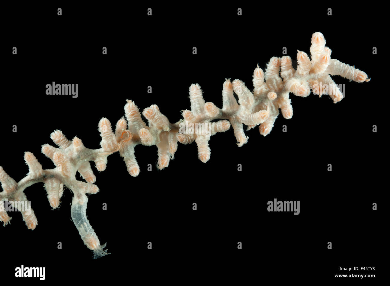 Deepsea látigo coral (Gorgonacea) de Mid Atlantic Ridge, Foto de stock