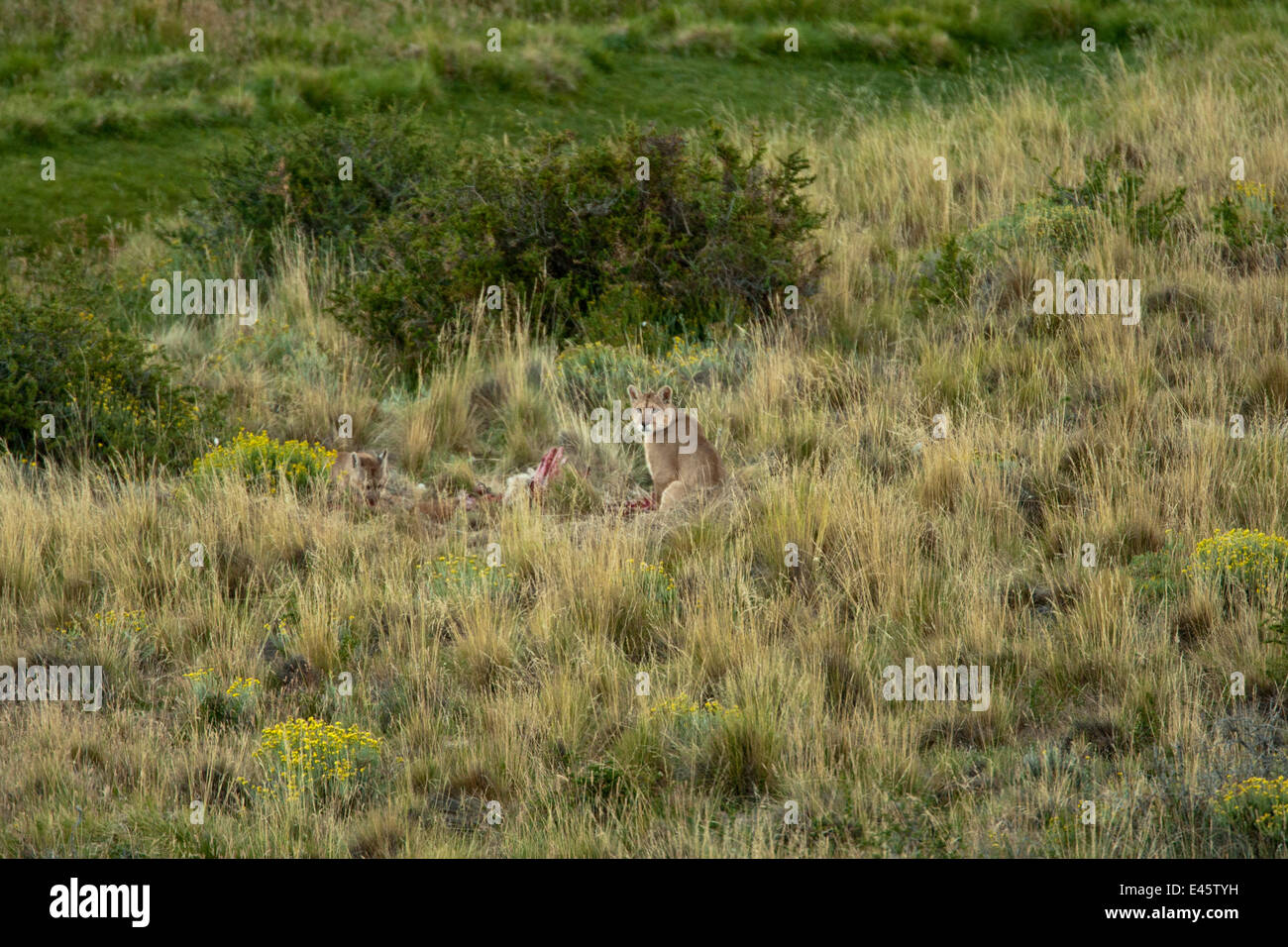 El puma (Felis concolor) alimentándose de matar, camuflada en pastizales altos, Torres del Paine, Chile, Sudamérica Foto de stock