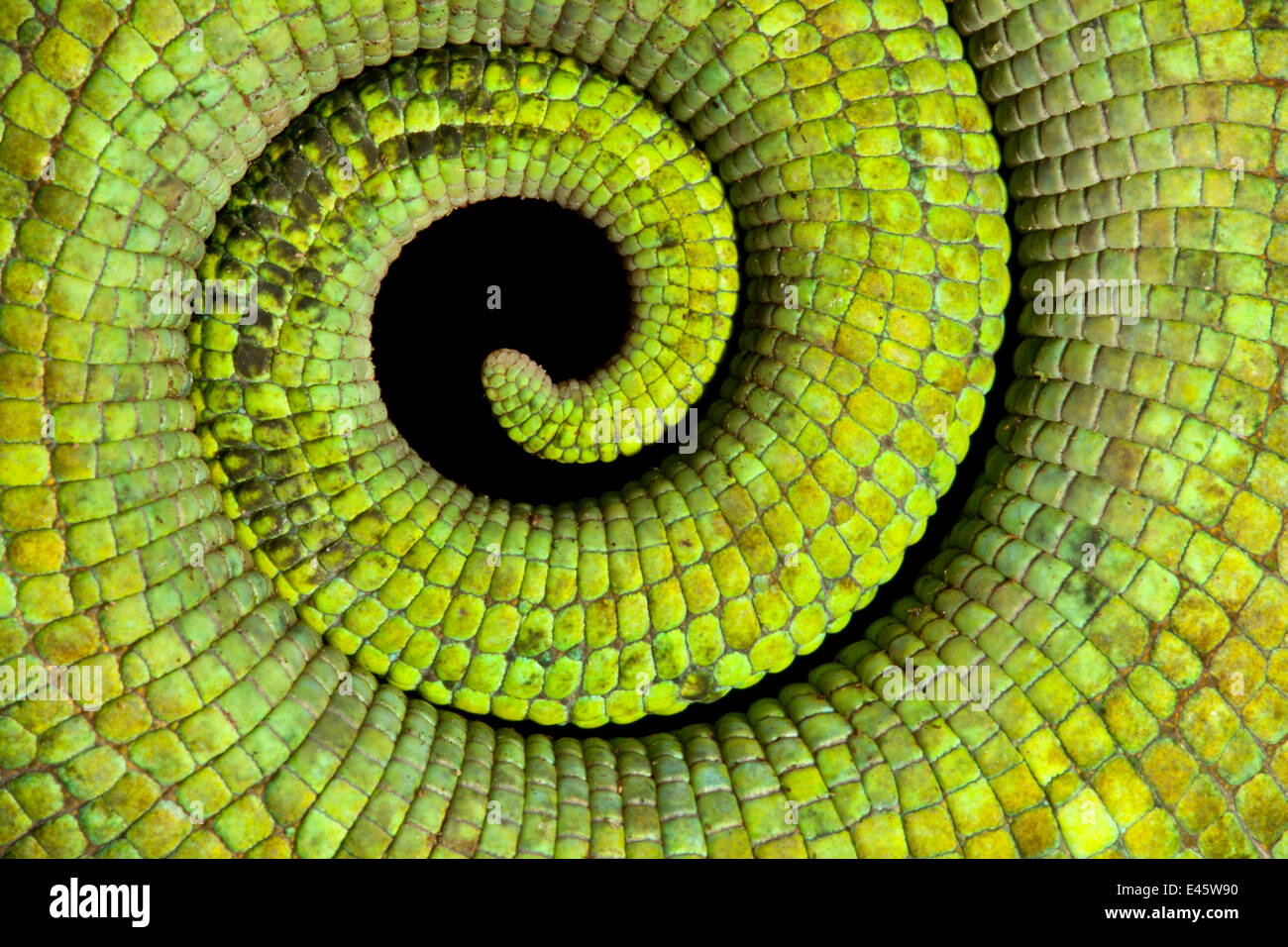 Cierre de bobina de cola de Parson's Chameleon {Calumma parsonii} mostrando escamas y fuerte coloración verde. Selva Tropical, el Parque Nacional de la península de Masoala, al noreste de Madagascar. Foto de stock