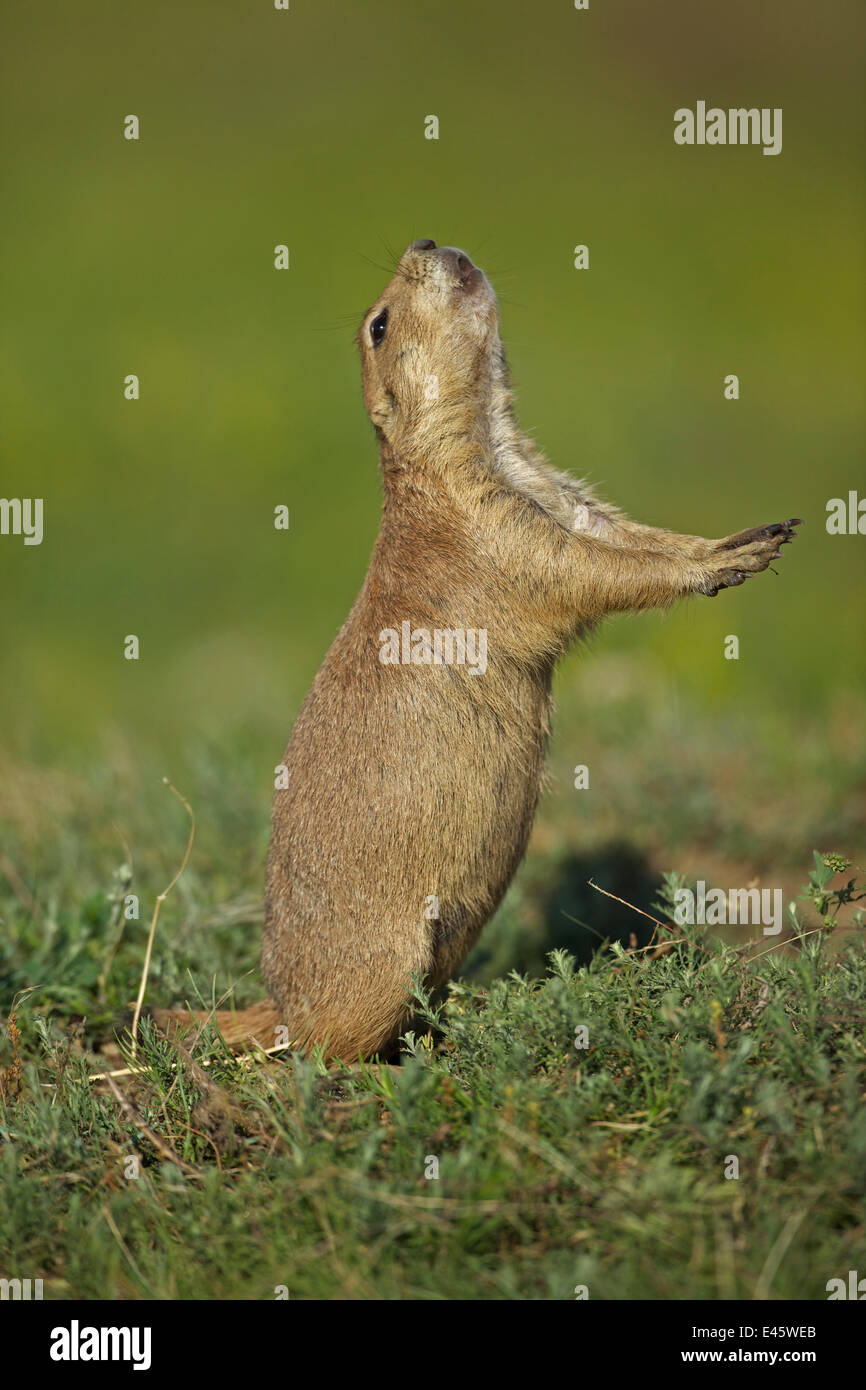 Blacktail perritos de la pradera (Cynomys ludovicianus) participación en jump-yip comportamiento - Un fuerte arco de la espalda o 'Ir' seguido por una estridente "Yip" - cree que ocurre cuando un depredador ha abandonado la zona y en pantallas territorial, Wyoming, EE.UU. Foto de stock