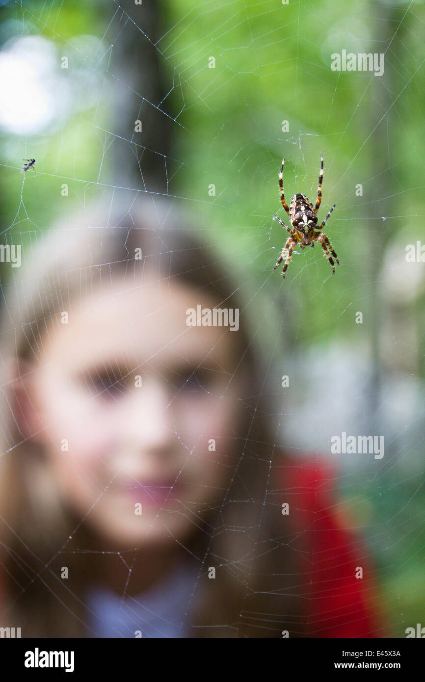 Chica busca en araña de jardín (Araneus diadematus) en la web. La Alta Baviera, en Alemania, en Europa, en septiembre. Modelo liberado. Foto de stock