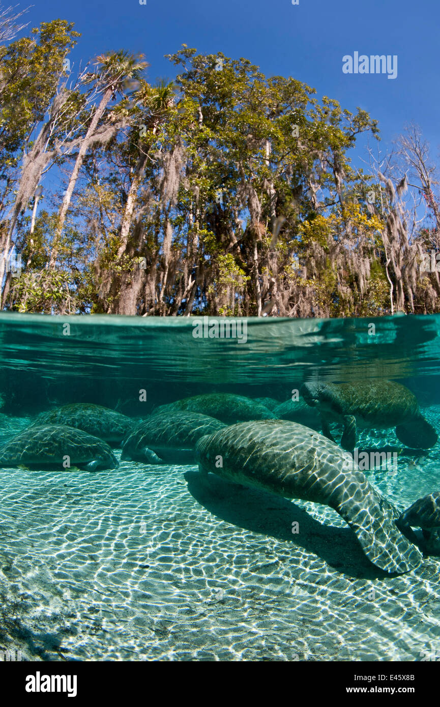 Dividir vista a nivel de un grupo de Florida el manatí (Trichechus manatus) latirostrus durmiendo en la tarde a las Tres Hermanas en primavera. Crystal River, Florida, EE.UU.. Febrero 2010 Foto de stock