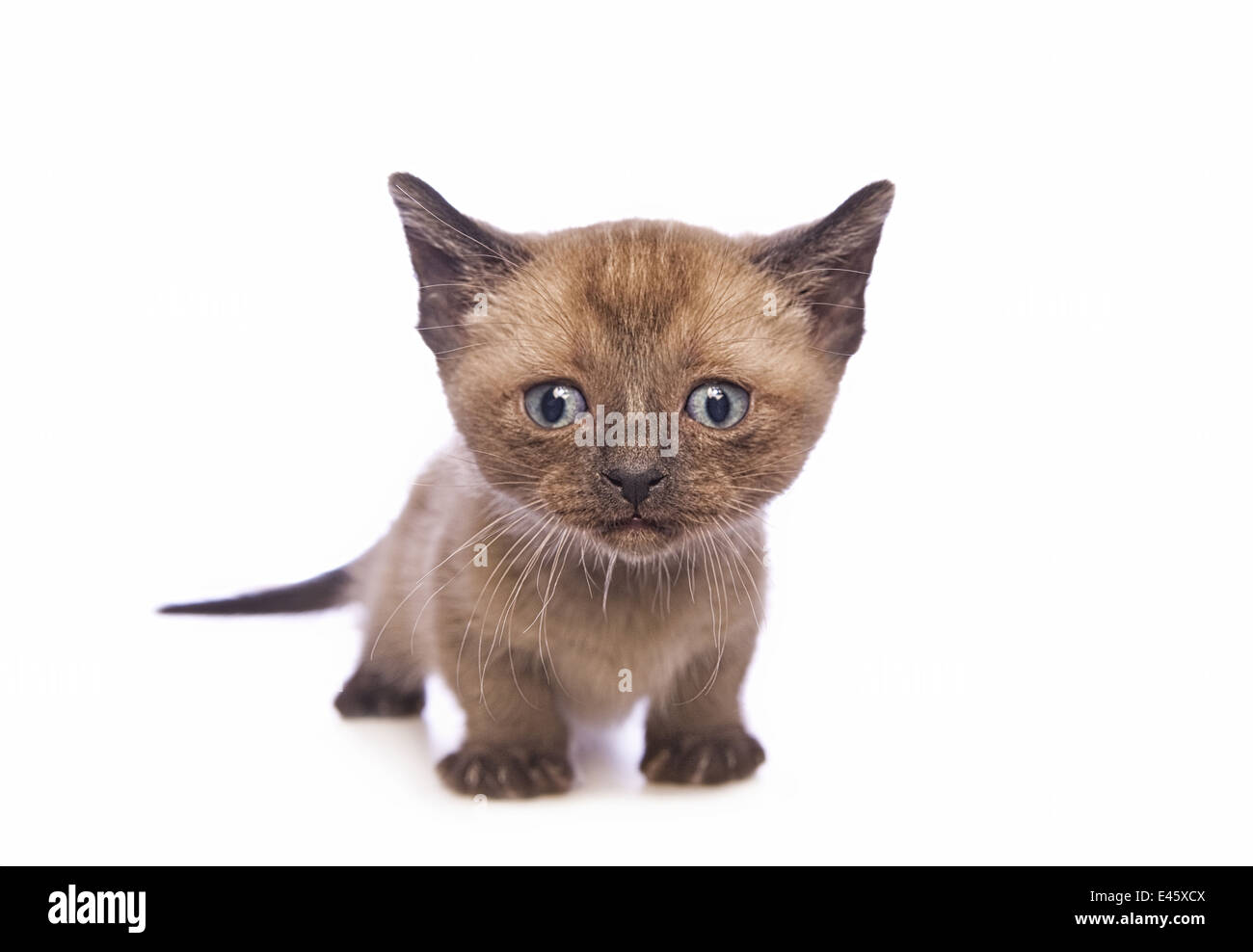 Lindo gatito Munchkin con cabeza grande aislado sobre fondo blanco. Foto de stock