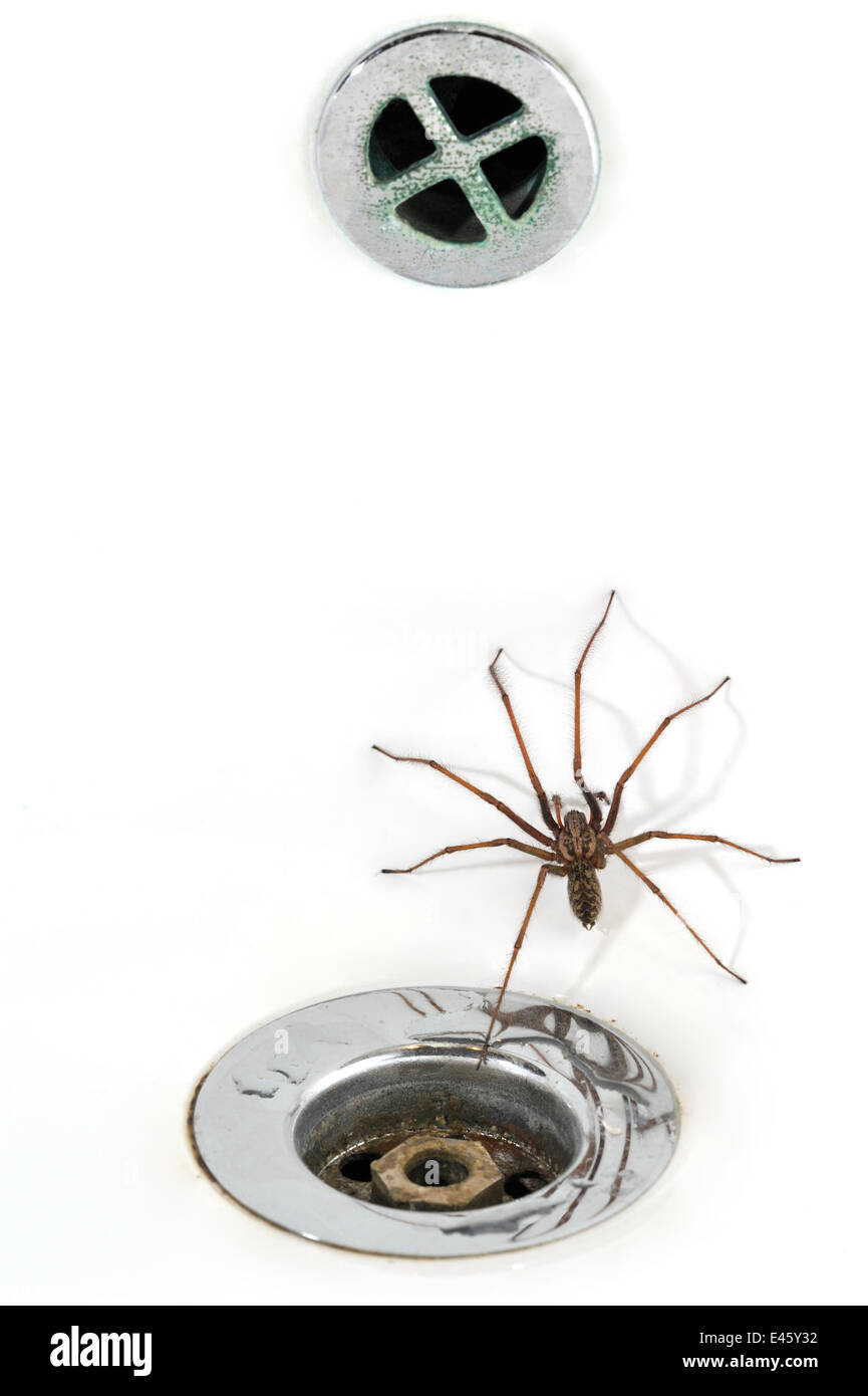 Casa Común Europea (araña Tegenaria atrica) en el lavabo/fregadero junto a plug-agujero, Bélgica Foto de stock
