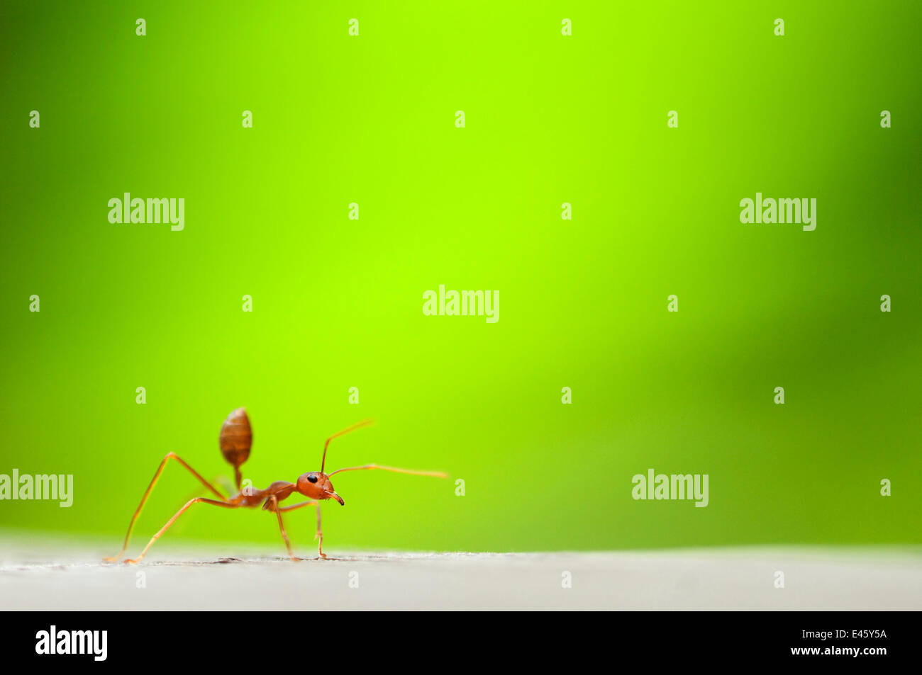 La hormiga roja de fuego importada (Solenopsis sp) trabajador, con material vegetal verde detrás Foto de stock