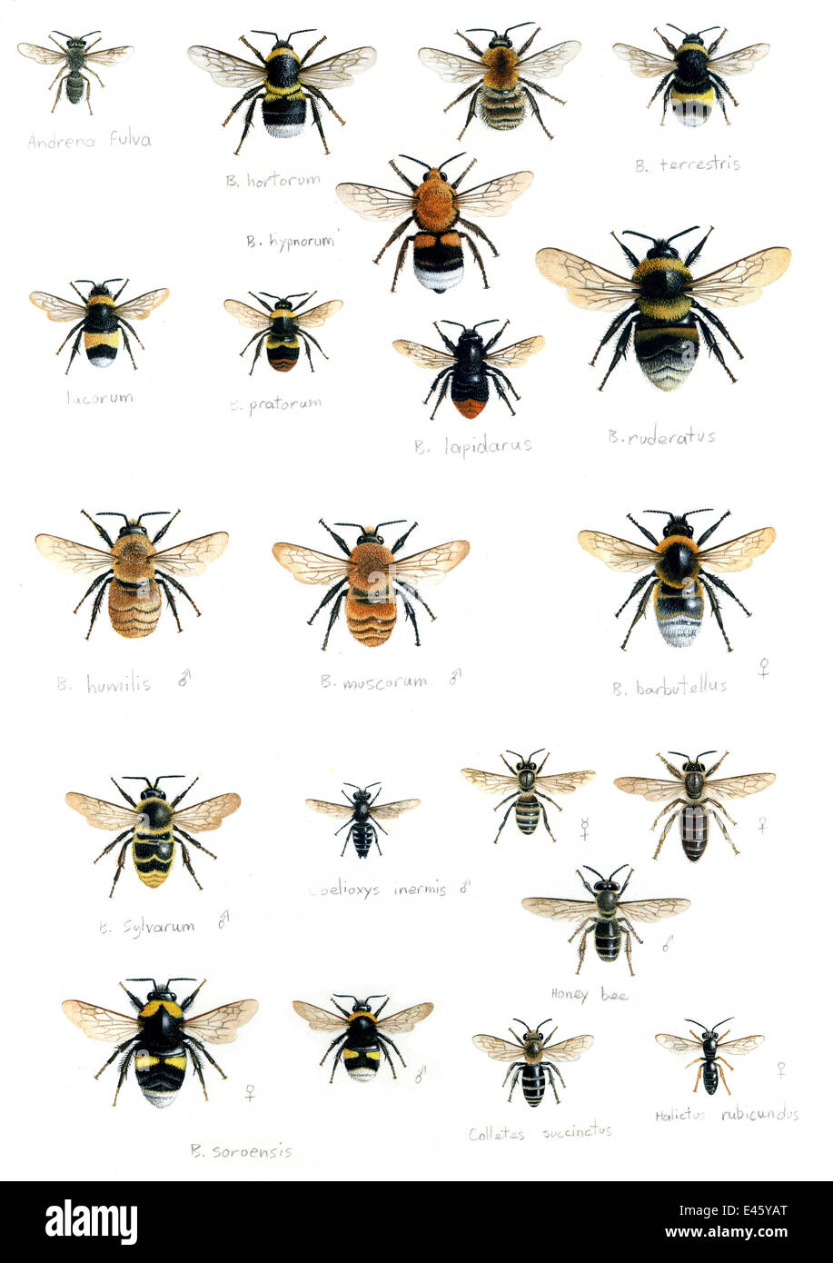 Ilustración de British los abejorros (Bombus sp): (en filas) hypnorum Adrena fulva, Bombus terrestris, B. B., B. lacornum lapidarus pratorum, B., B. ruderatus, B. humilis, B., B. barbutellus muscorum, B. sylvarum, Coelioxys inermis, Apis mellifera, la púa Foto de stock