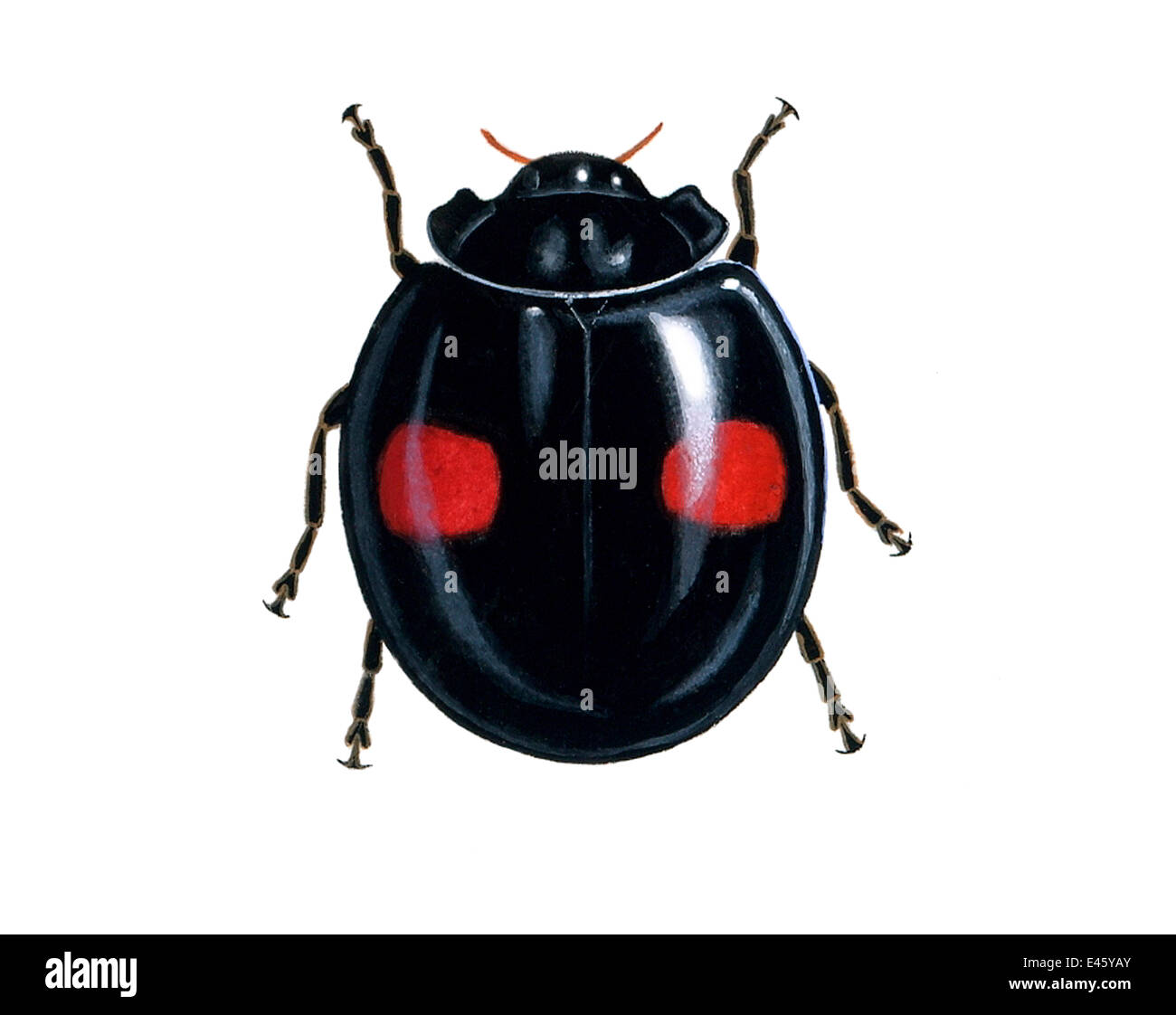 Ilustración de Riñón-spot mariquita / Harlequin escarabajo (Chilocorus renipustulatus) (arte de Vida Silvestre Company). Foto de stock