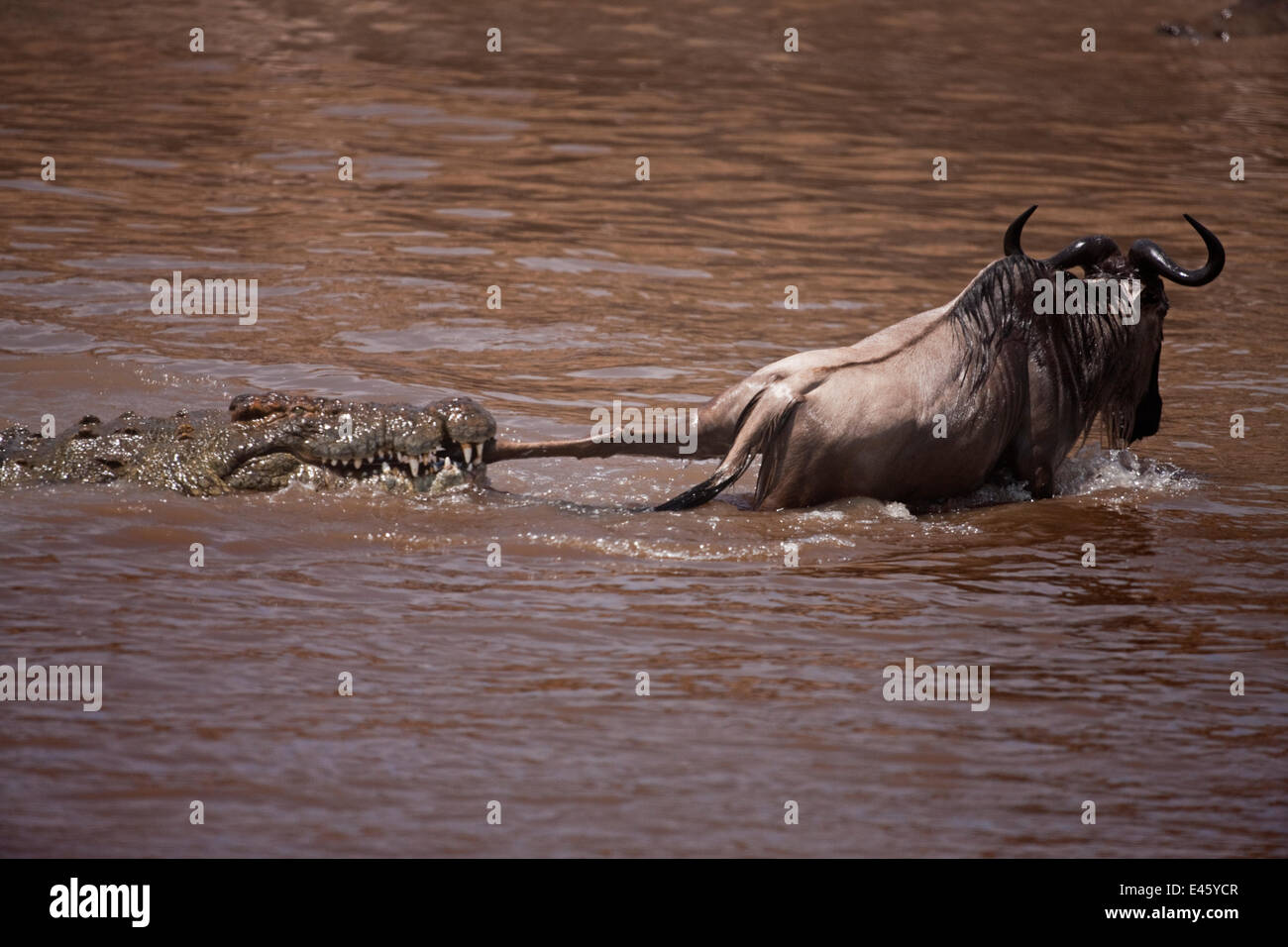 El cocodrilo del Nilo (Crocodylus niloticus) atacan a un ñu (Connochaetes taurinus) que cruza el río Mara. Reserva Nacional de Masai Mara, Kenya, octubre de 2009 Foto de stock