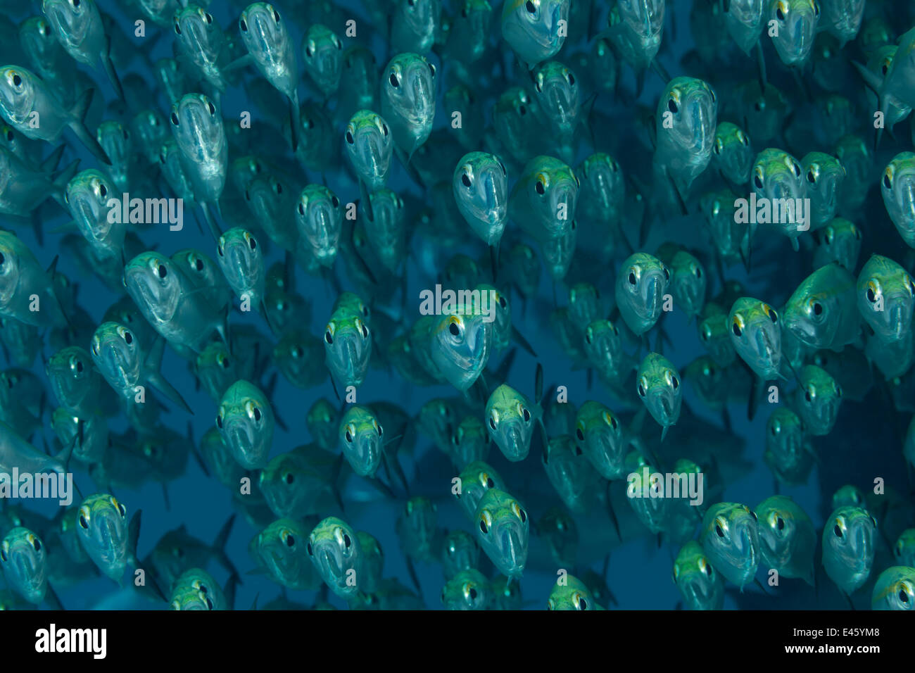 Escuela de la línea amarilla (scads Selaroides leptolepis). Misool, Raja Ampat, Papua Occidental, Indonesia Foto de stock