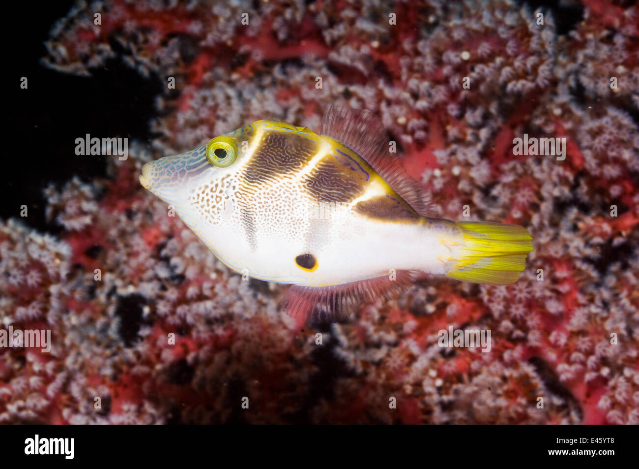Imitar Blacksaddle Paraluteres prionurus filefish (natación) pasado coral blando. Indonesia, octubre Foto de stock