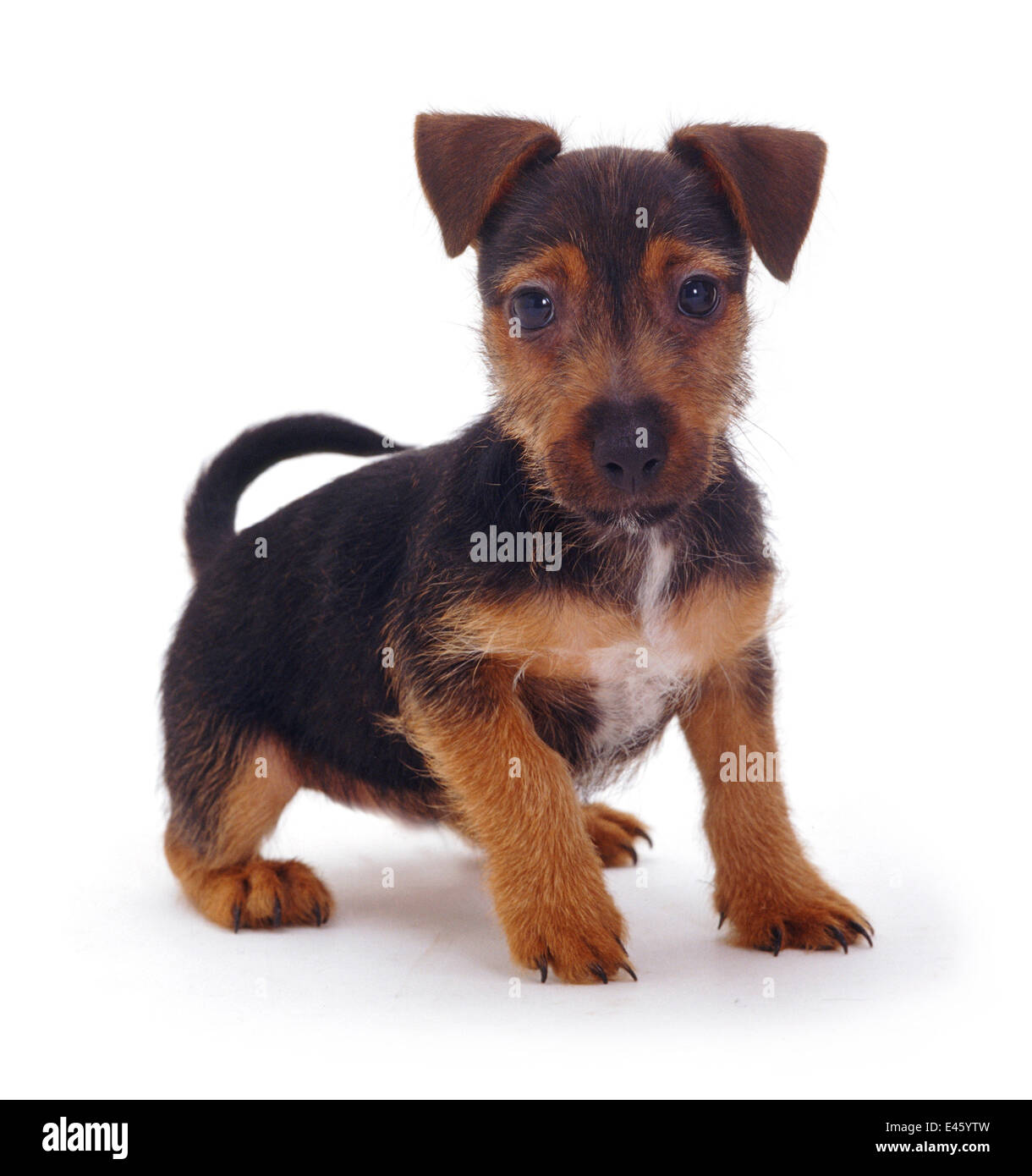 Revestido de ásperas Jack Russell Terrier cachorro, negro y marrón, Retrato  Fotografía de stock - Alamy