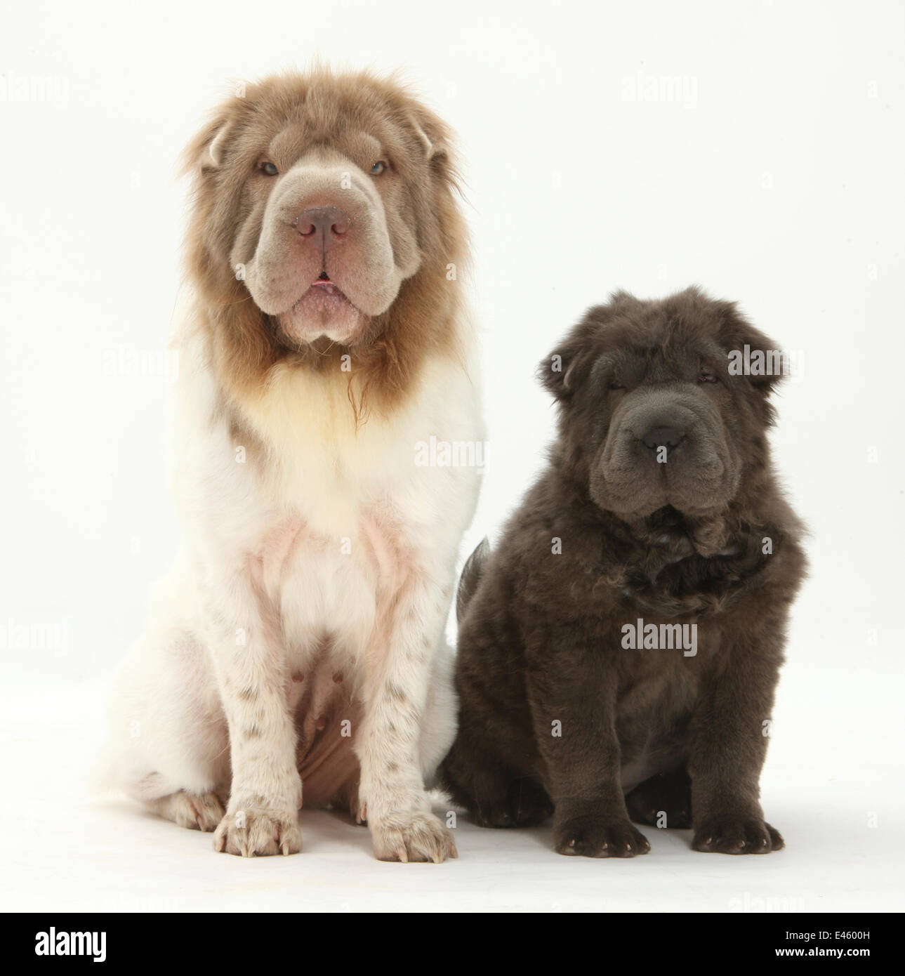 Blue Brush Coat Shar Pei atelieryuwa.ciao.jp