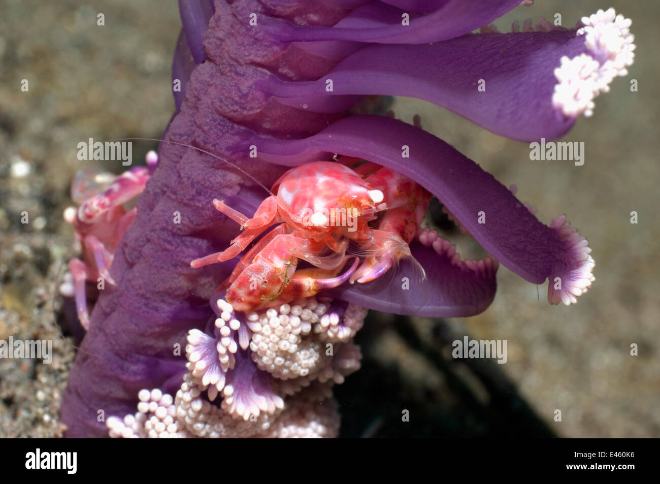 Cangrejo de pluma (Porcellanella triloba) encaramado en Mar del lápiz