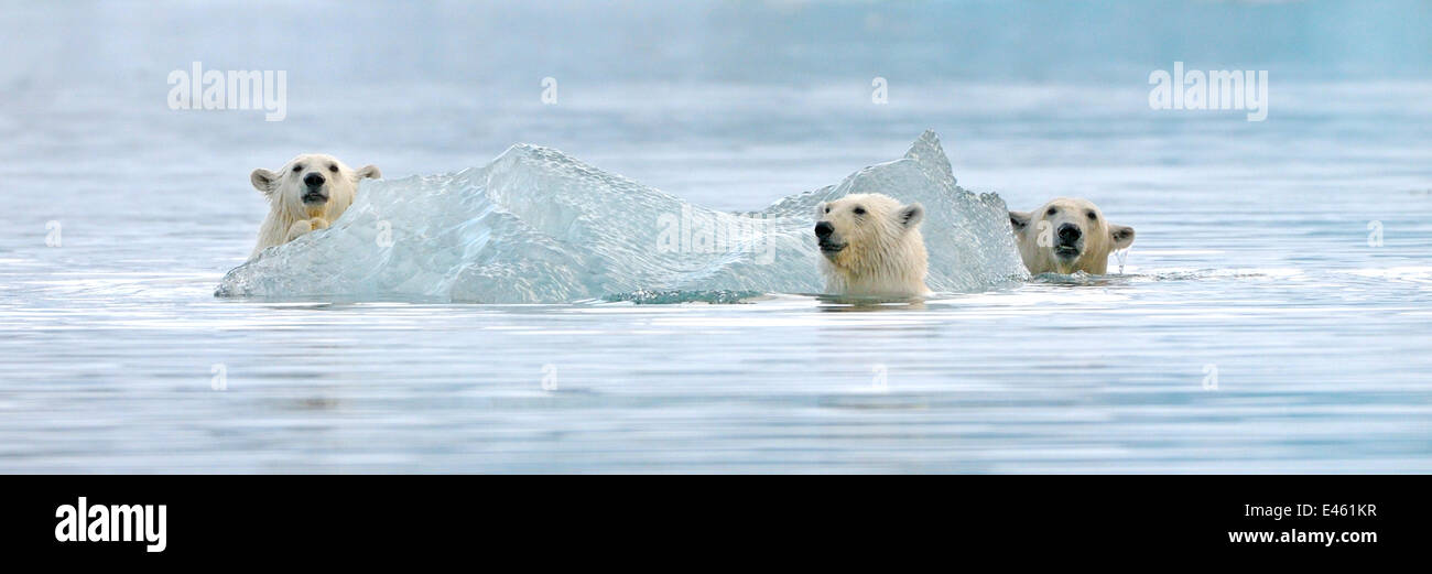 El oso polar (Ursus arctos maritimus) madre y dos oseznos jugando alrededor del iceberg. Svalbard, Noruega, Europa, Febrero. Foto de stock