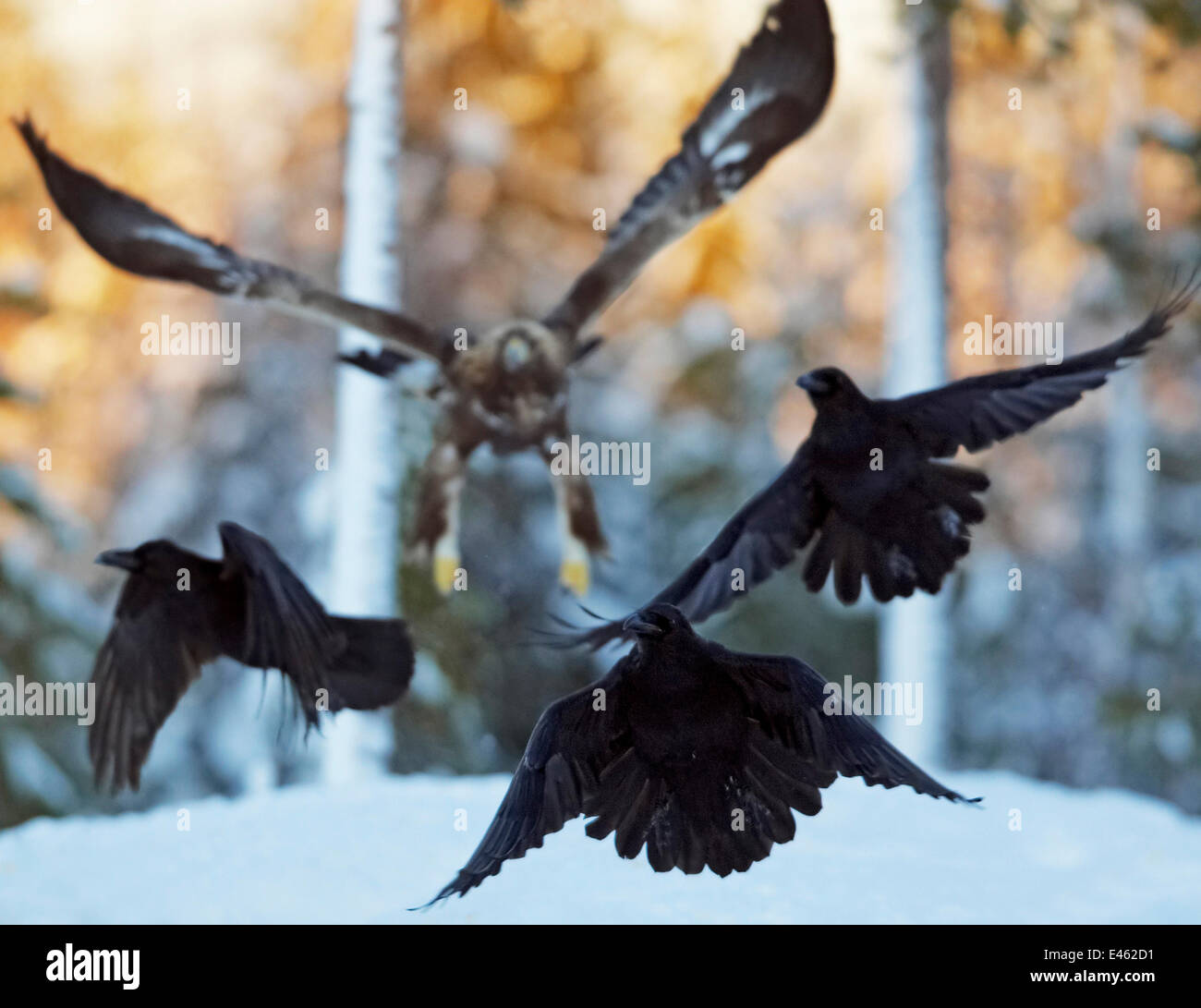 Águila Real (Aquila chrysaetos) persiguiendo a los cuervos (Corvus corax) por encima de la nieve. Utajsrvi, Finlandia, Enero. Momentos mágicos ex libris, página 134. Foto de stock