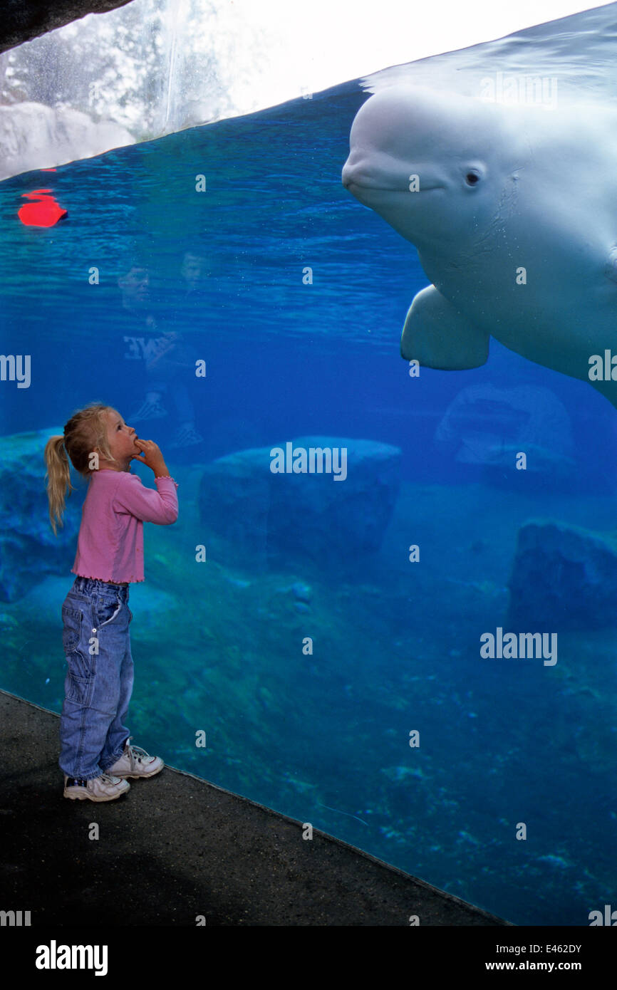 Chica en acuario viendo / Beluga ballena blanca (Delphinapterus leucas) en el acuario. Cautivos. Modelo liberado. Foto de stock