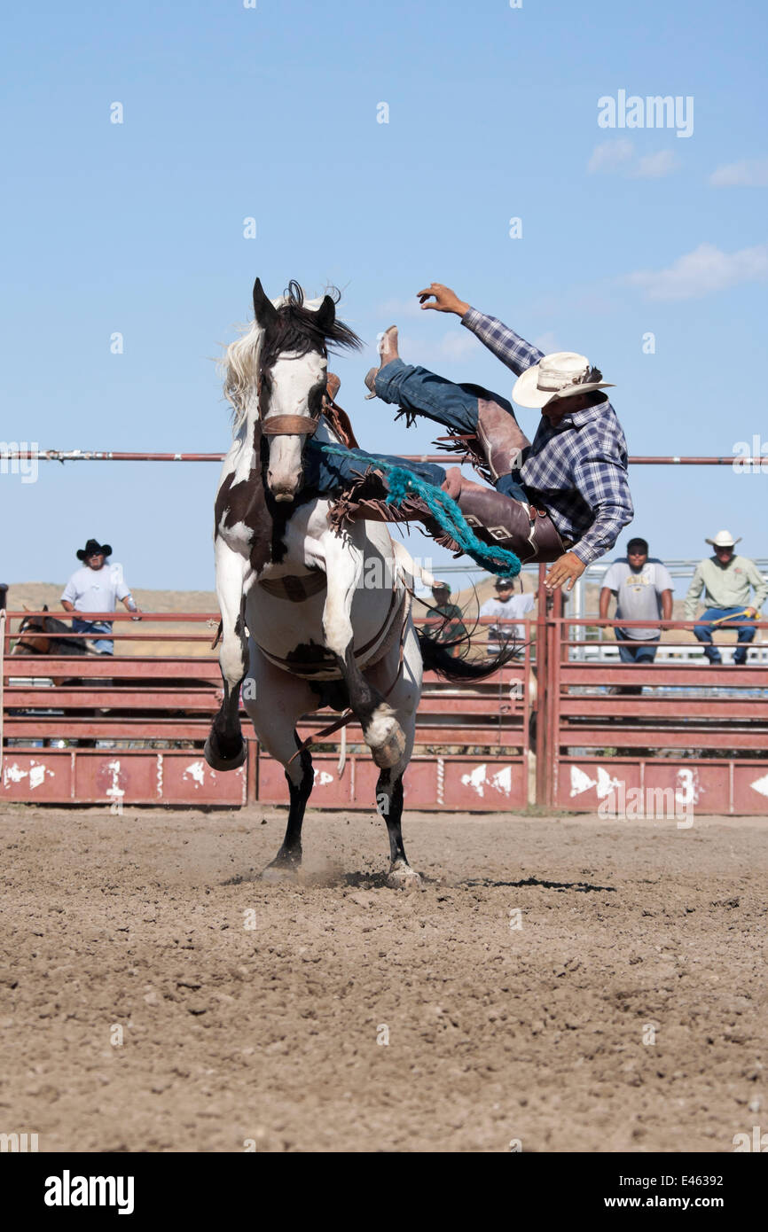 Un vaquero indio ha perdido su equilibrio desde un bronc o pintura salvaje caballo durante todo el Rodeo indio, en la anual Feria indiano Crow, en Crow Agency, cerca de Billings, Montana, EE.UU., en agosto de 2011, la secuencia 3/3 Foto de stock