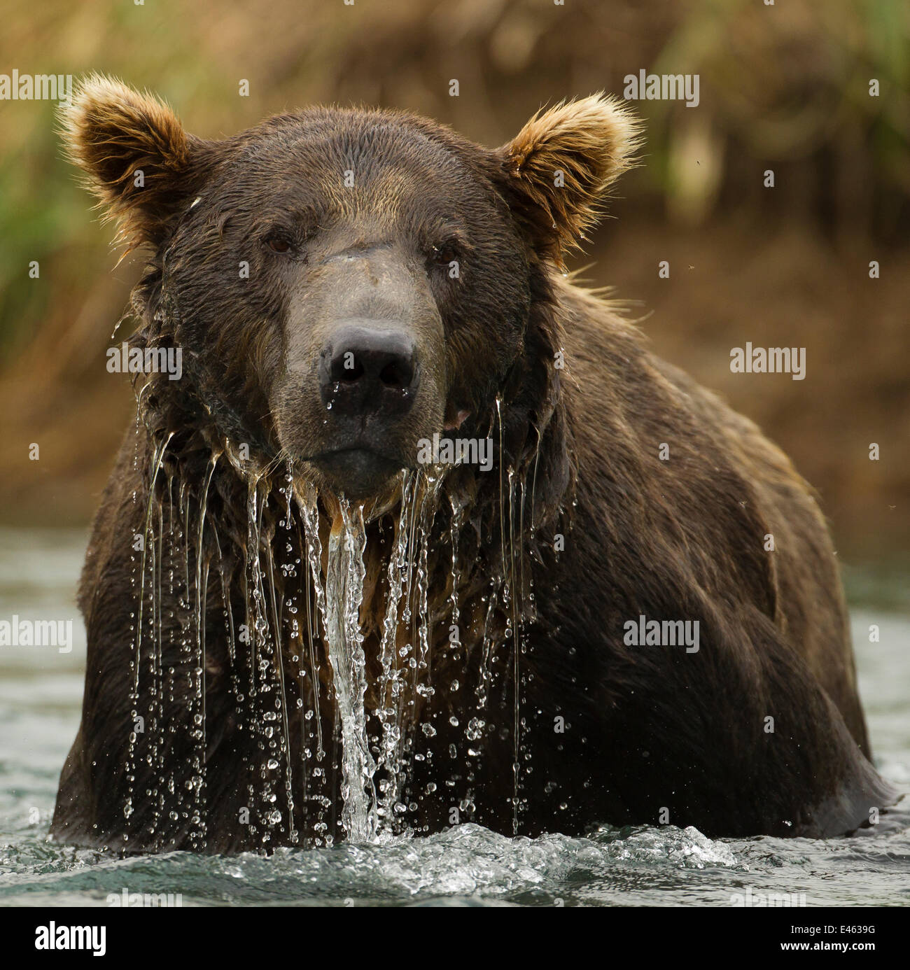 Oso grizzly (Ursus arctos horribilis) macho en el agua. Katmai Parque Nacional costero, en el suroeste de Alaska, EE.UU., en agosto. Foto de stock