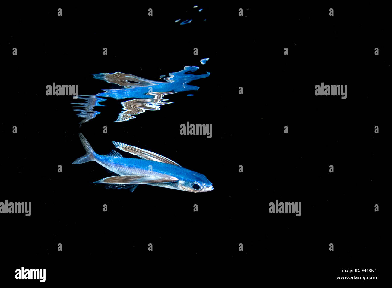 Los peces voladores (Hirundichthys Mirrorwing speculiger) reflejados y nadar por debajo de la superficie en la noche, entre las Bahamas y la Corriente del Golfo, el Atlántico occidental (Florida, Estados Unidos. Foto de stock