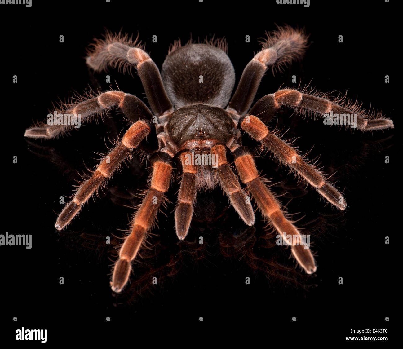 Tarantula (Redleg Costarricense Megaphobema mesomelas), cautiva desde América del Sur Foto de stock