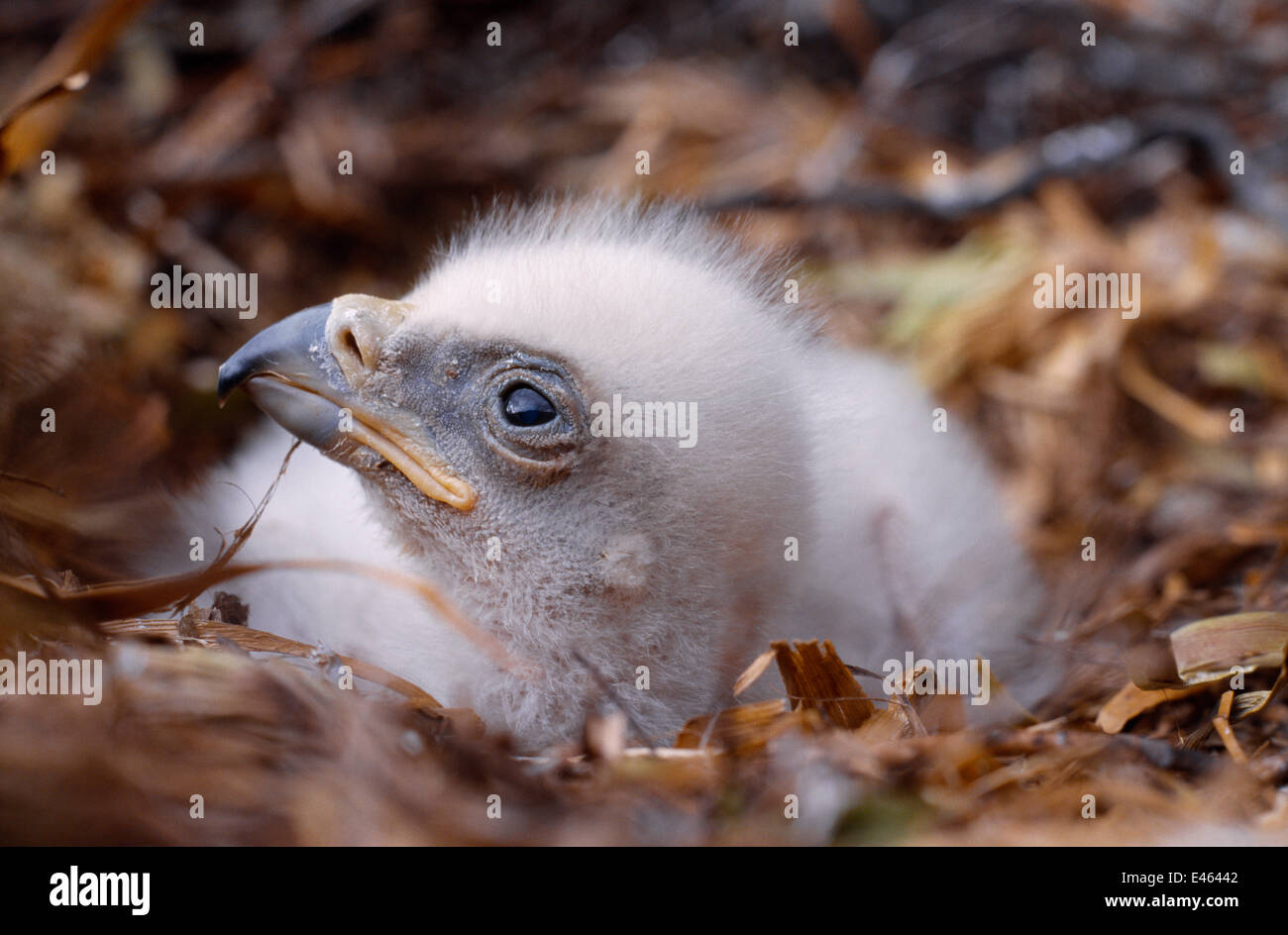 Águila real (Aquila chrysaetos) chick, una semana en eyrie mostrando huevo- diente de punta de Bill, Argyll, Escocia, a principios de mayo Fotografía  de stock - Alamy