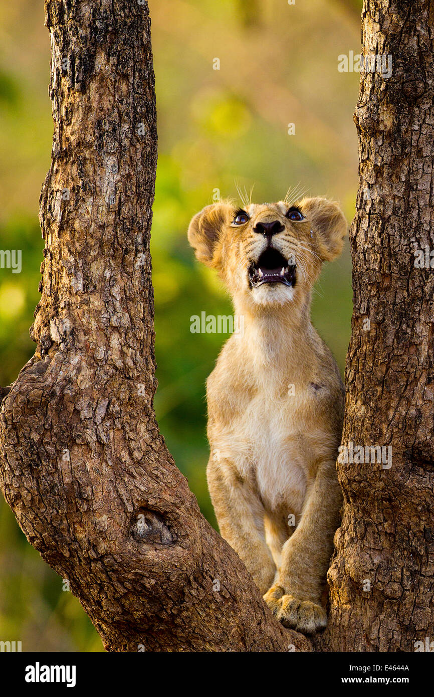 Cachorro de león asiático (Panther leo persica) mirando hacia arriba en el árbol, posiblemente en un pájaro, en el bosque de Gir NP, Gujarat, India Foto de stock