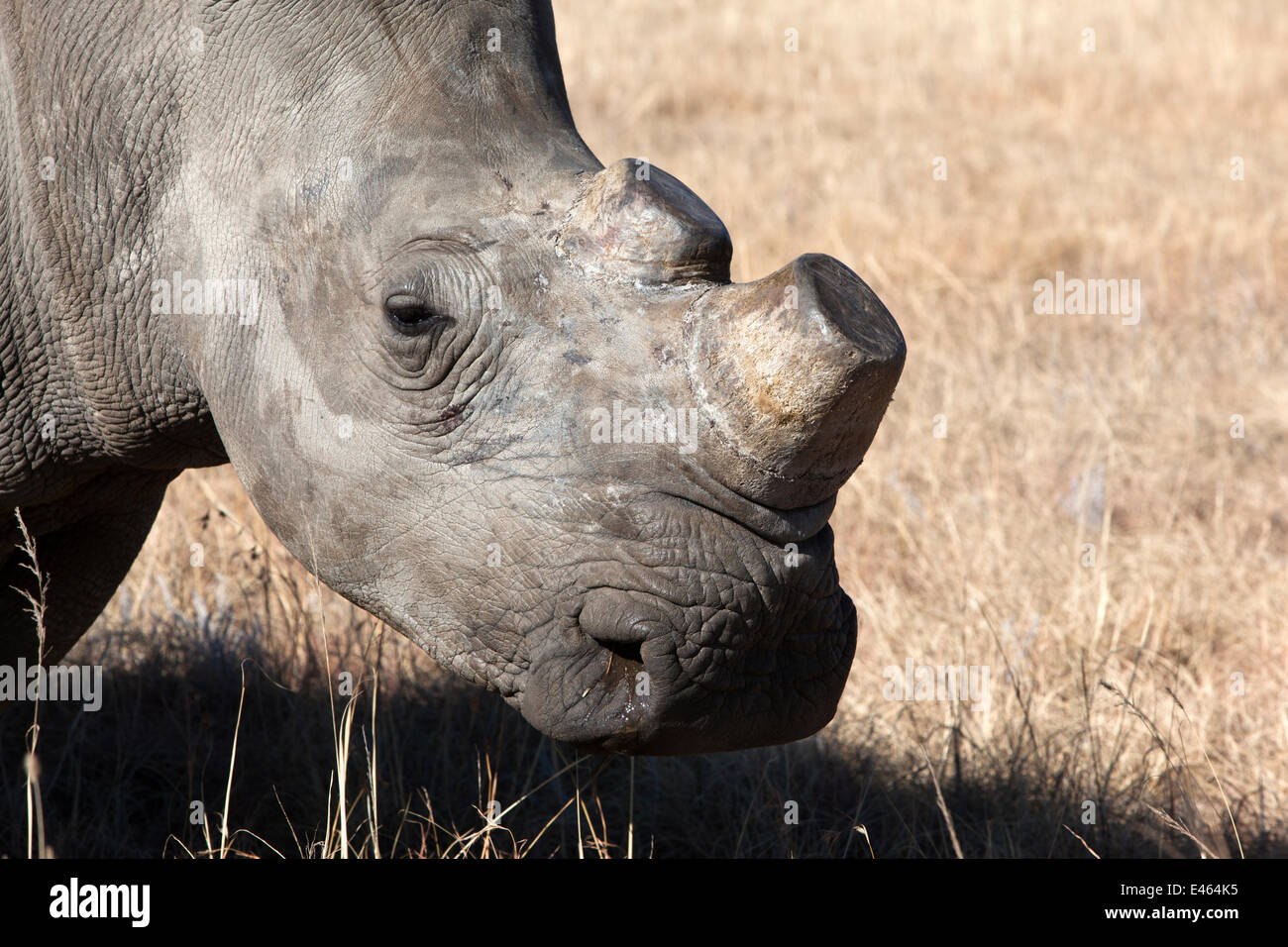 Dehorned rinoceronte blanco (Ceratotherium simum) en Rhino granja, Klerksdorp, North West Province, Sudáfrica, junio de 2012 Foto de stock