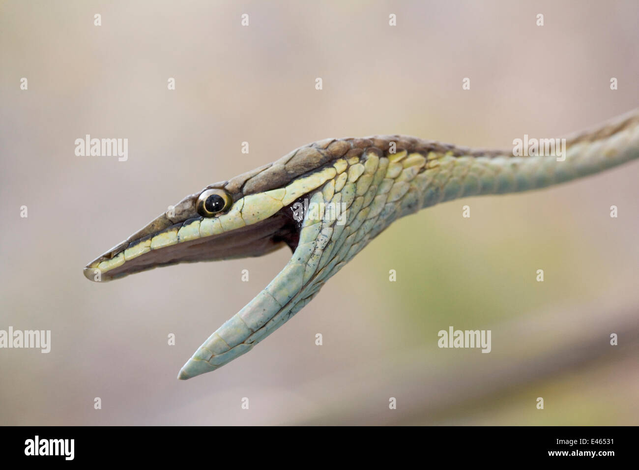 / Marrón mexicana Vid Snake (Oxybelis aeneus) con la boca abierta. María Madre Isla, Reserva de la Biosfera de Islas Marías, Mar de Cortez (Golfo de California), México, Junio. Foto de stock
