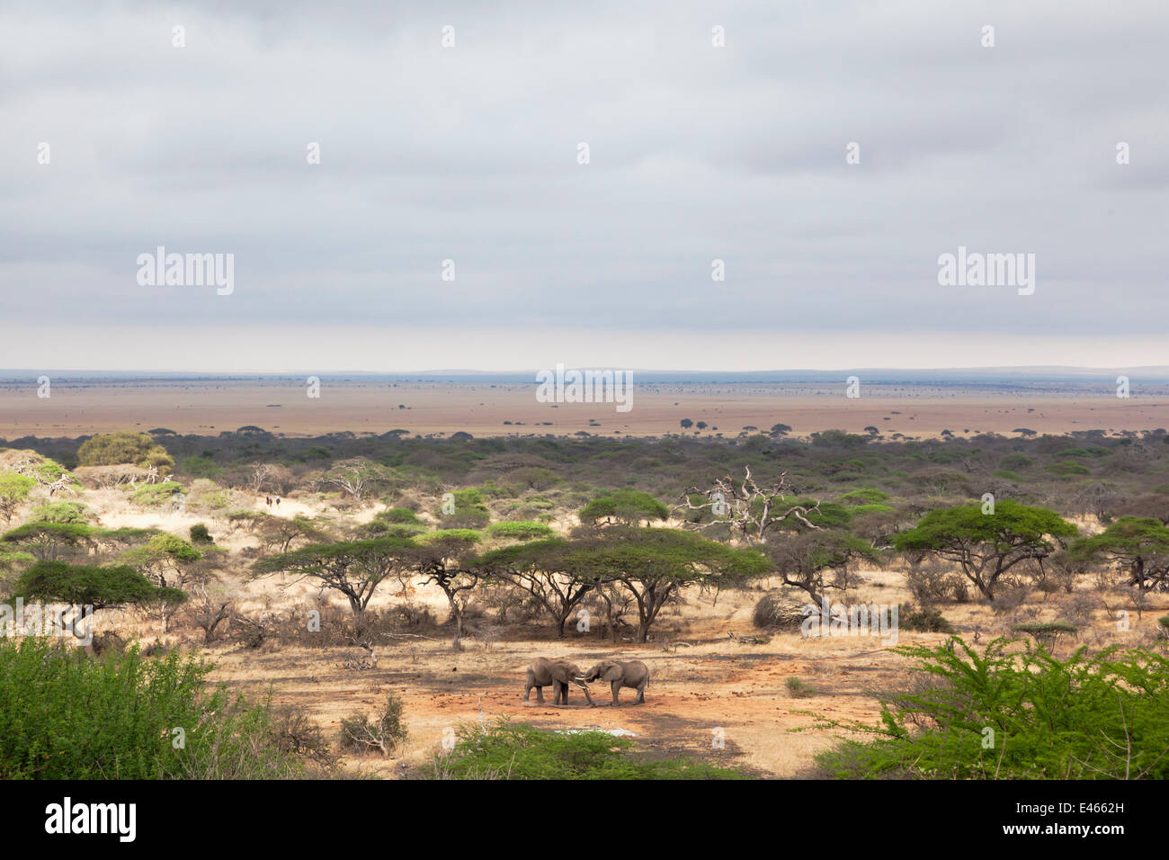 El elefante africano (Loxodonta africana) dos toros de sparring en el abrevadero en la parte delantera del lodge, Ol Donyo ar, Grupo Mbirikani Ranch, Amboseli-Tsavo ecosistema, Chyulu Hills, Kenia Foto de stock