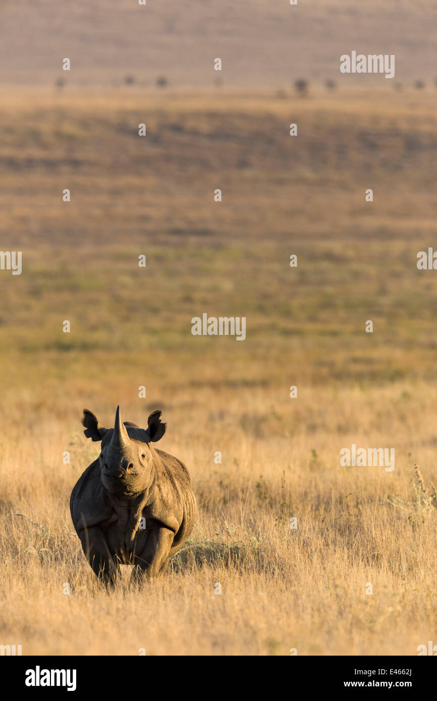 De rinoceronte negro (Diceros bicornis) en la sabana, Lewa Wildlife Conservancy, Laikipia, Kenya Foto de stock