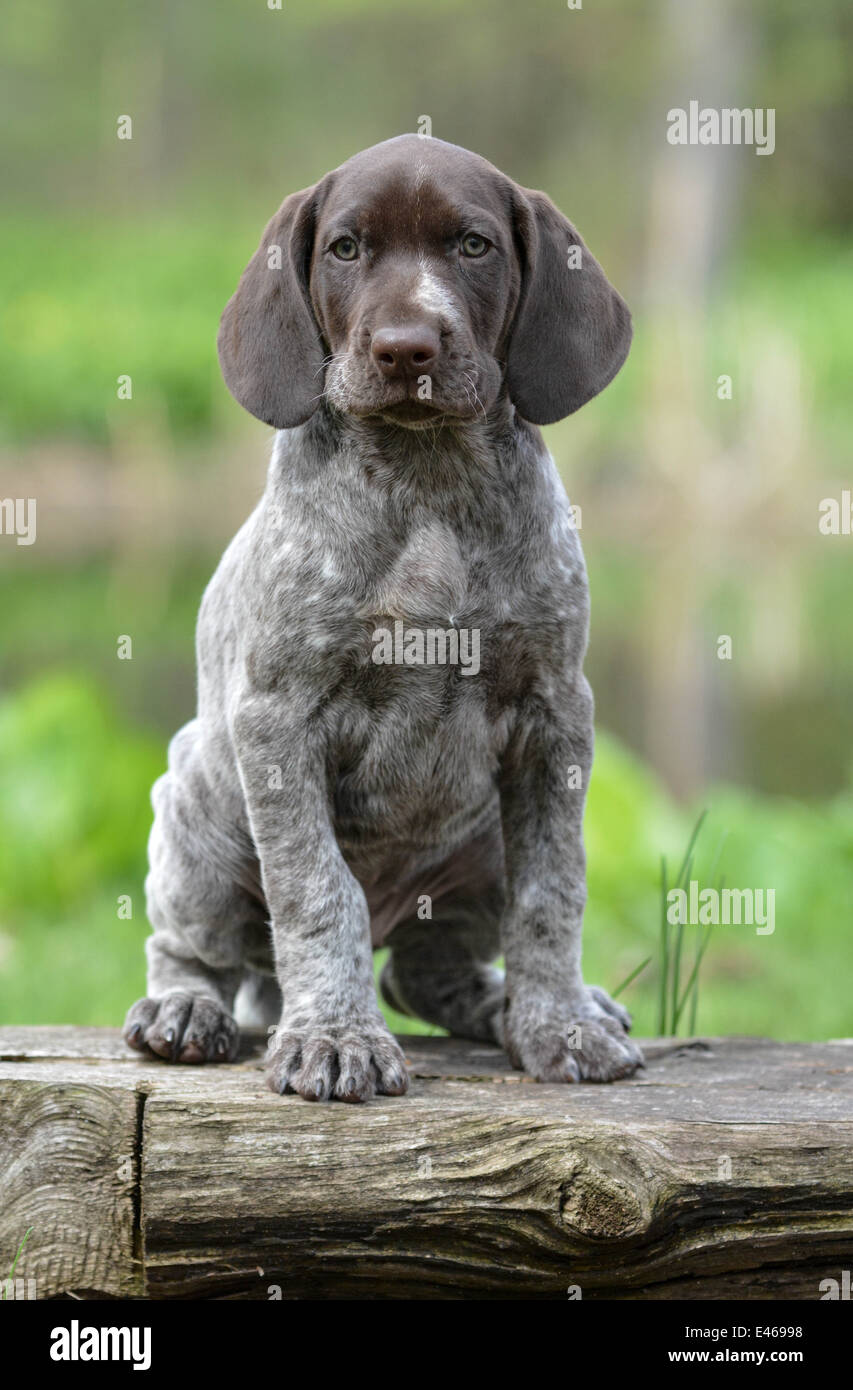 Braco Alemán cachorro sentado en un registro Fotografía de stock - Alamy
