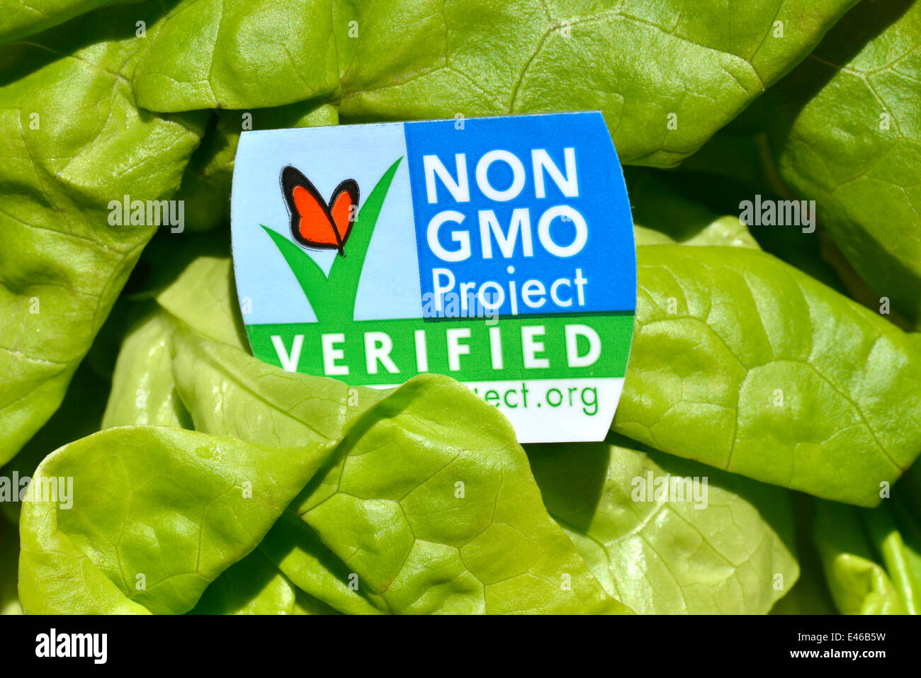 Una cabeza de lechuga mantequilla con una etiqueta no OMG, que comprueba que no contienen organismos modificados genéticamente. Foto de stock