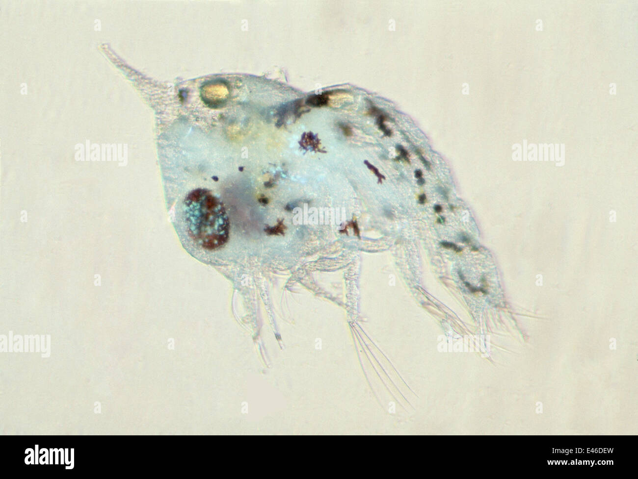 El plancton. Zoea de cangrejo. Larvas de cangrejo de reproducción. Australia Queenscliff Foto de stock