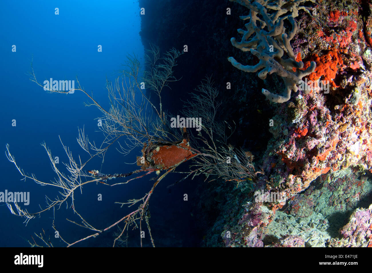 Corales negros Foto de stock