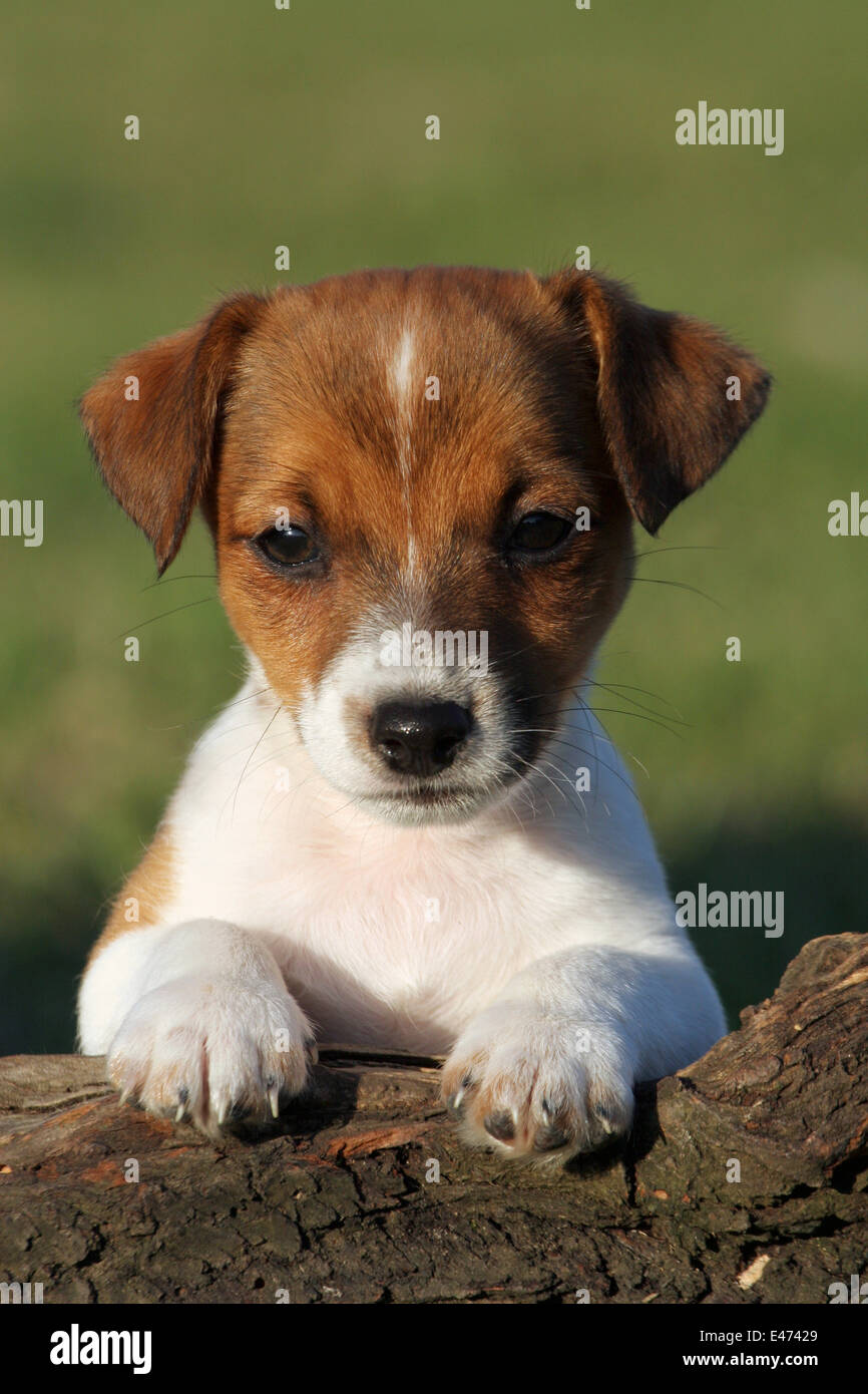 Piebald terrier fotografías e imágenes de alta resolución Alamy
