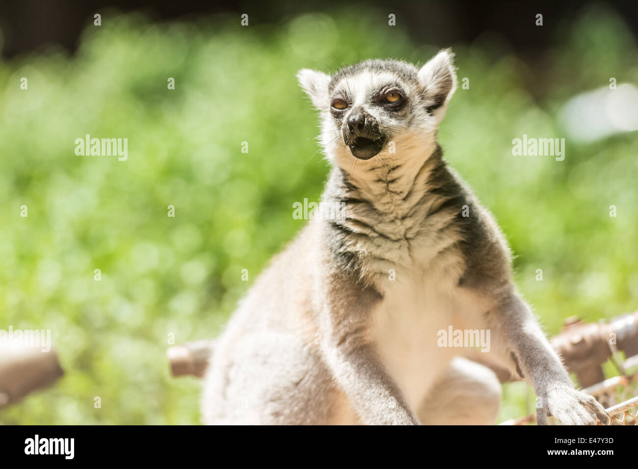 Ring-Tailed Lemur en bosque Foto de stock