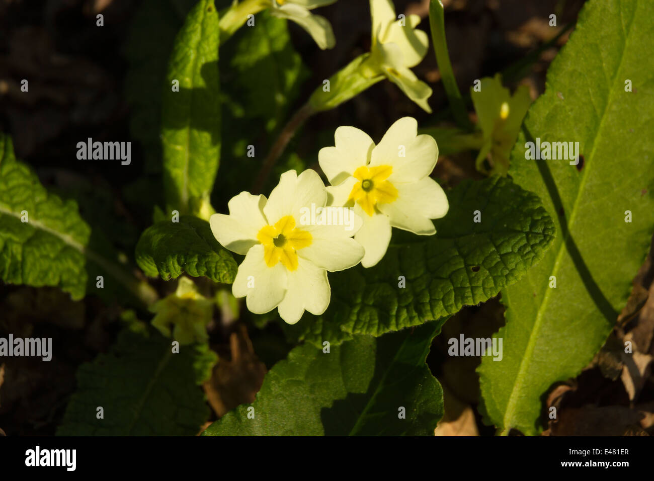 Cerca de dos flores de Primula vulgaris, común o Inglés Primrose. Foto de stock